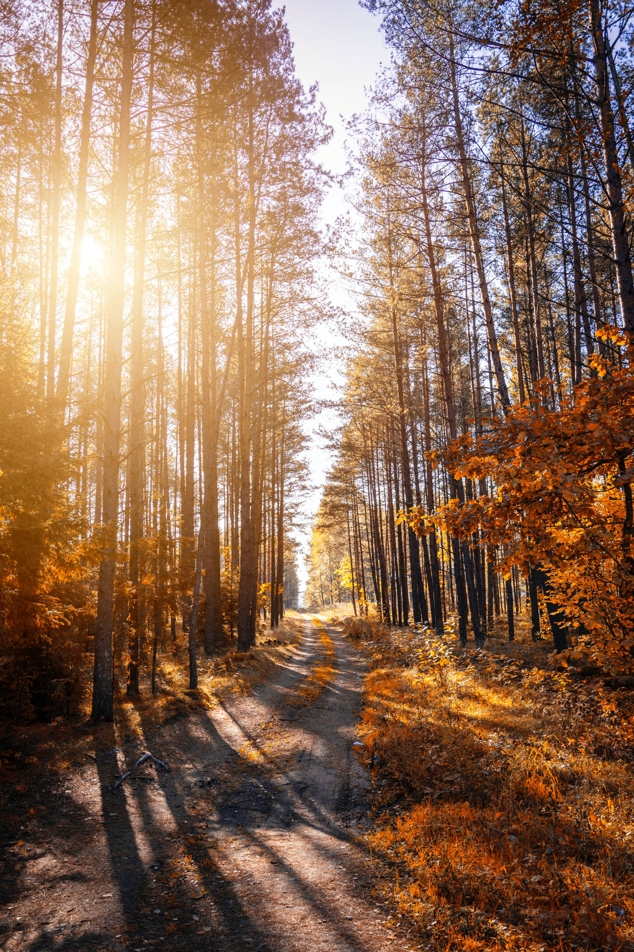 4k Iphone 6 Plus Fall Forest Sun Background