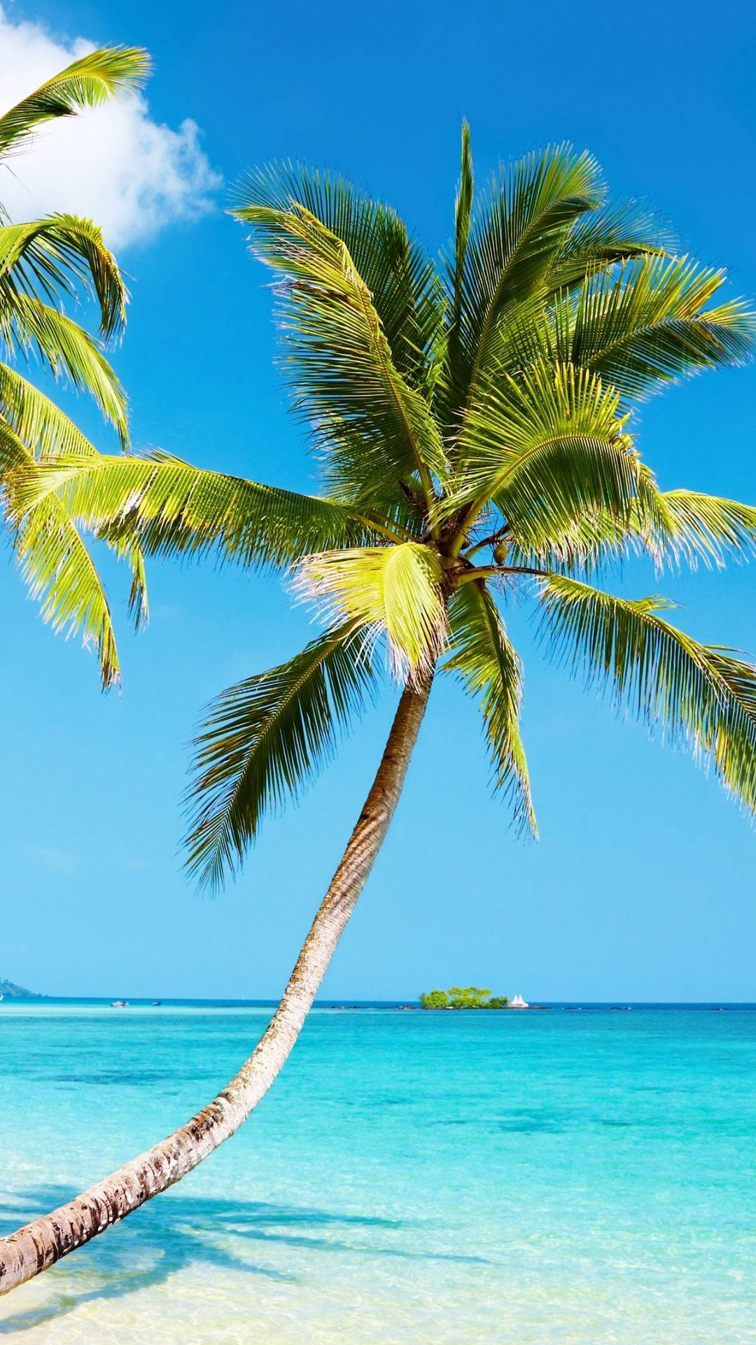 4k Iphone Bent Coconut Tree On Beach Background