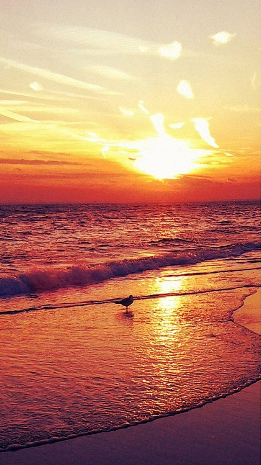 4k Iphone Bird On Beach At Sunset Background
