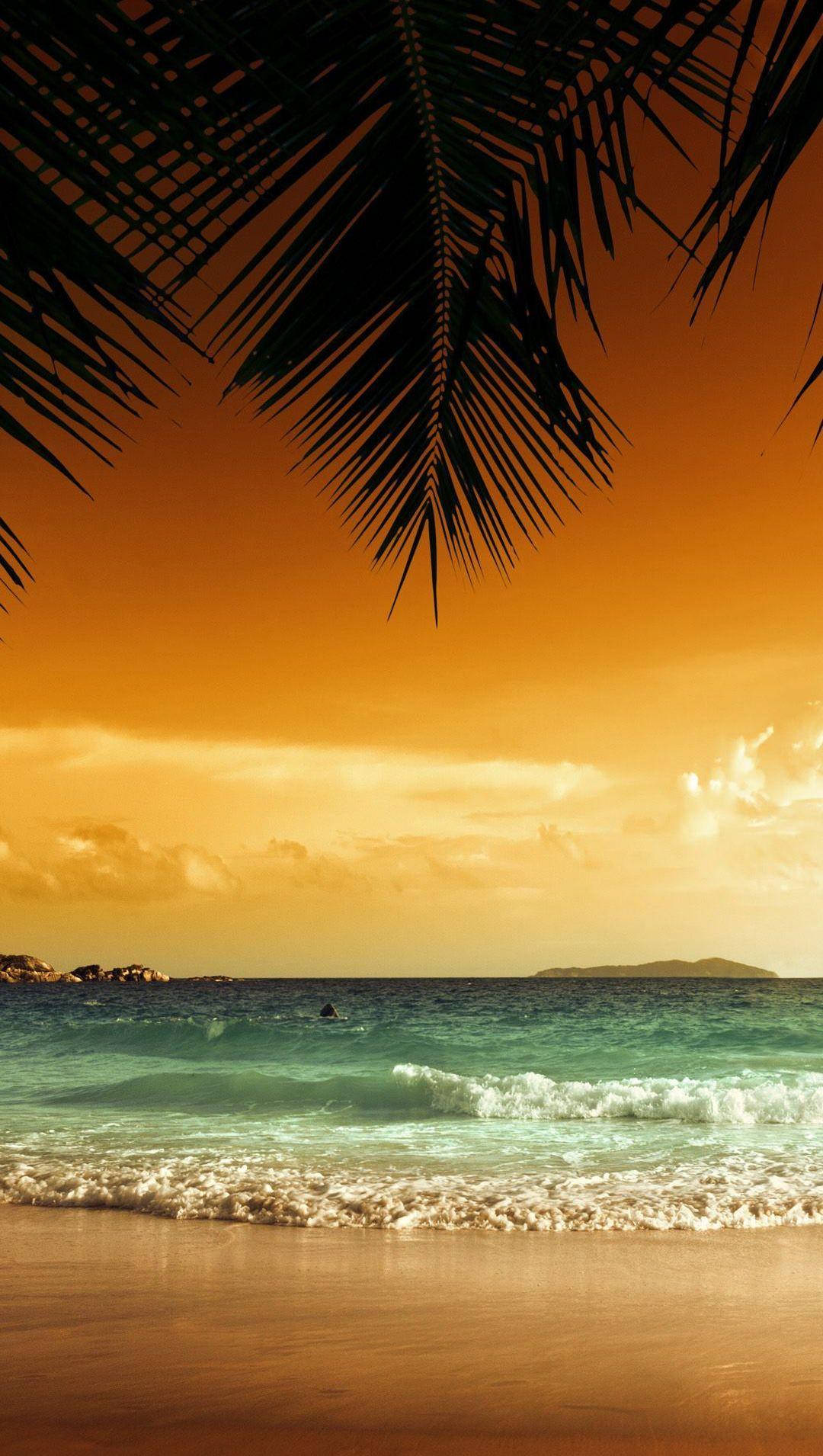 4k Iphone Coconut Leaves Sunset Beach Background