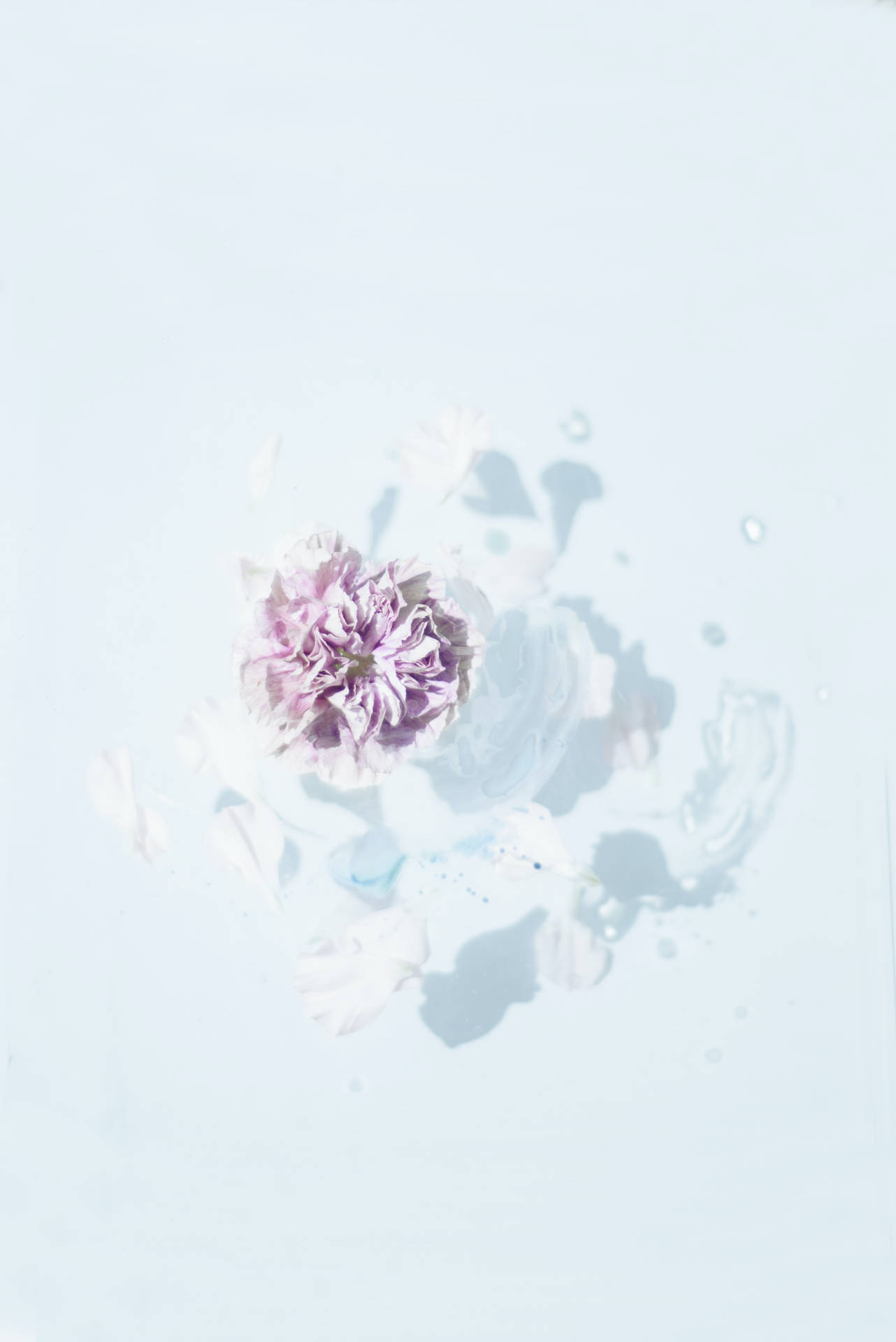 4k Iphone Flower On Water
