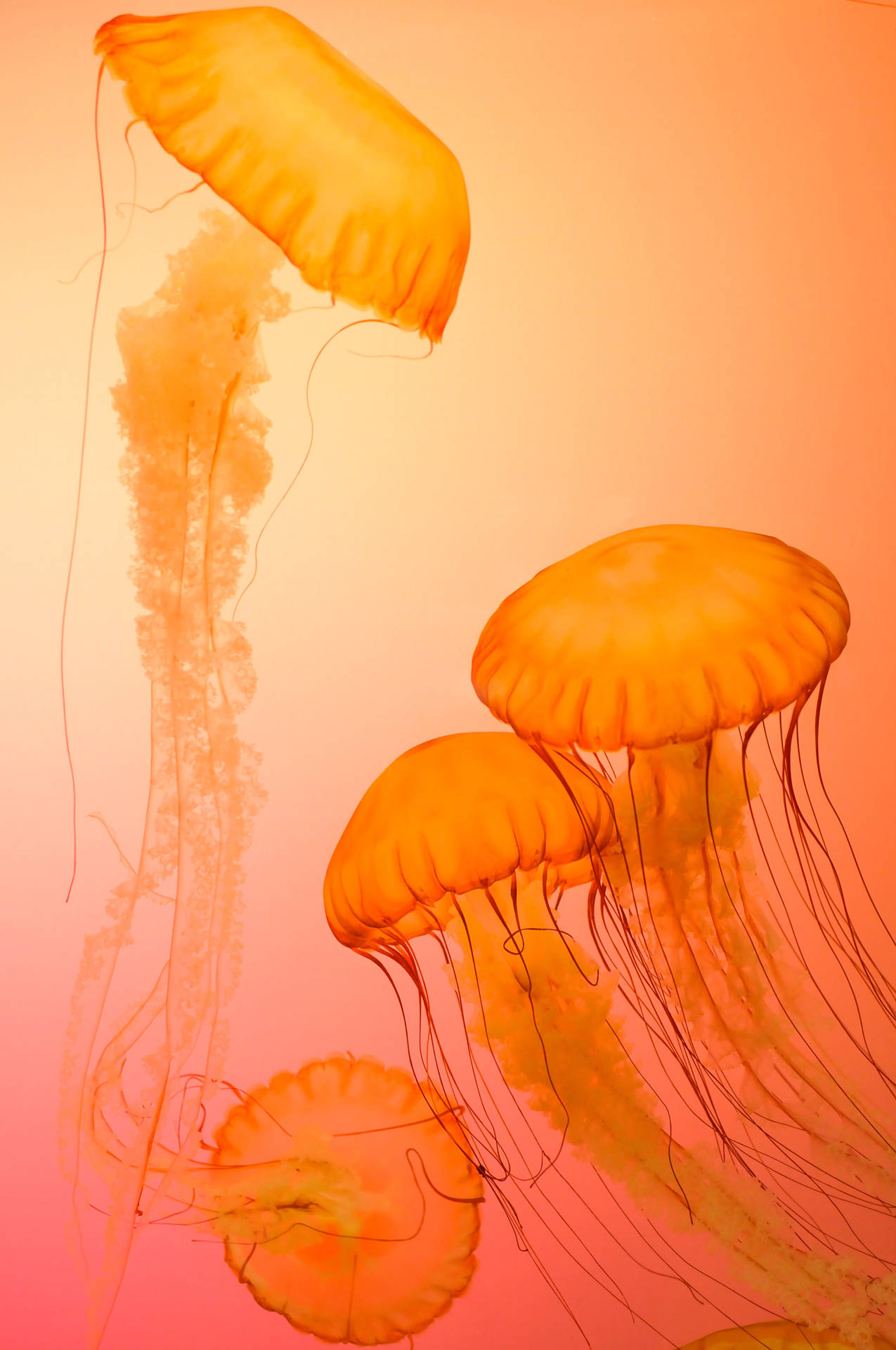 4k Iphone Orange Jellyfish Background