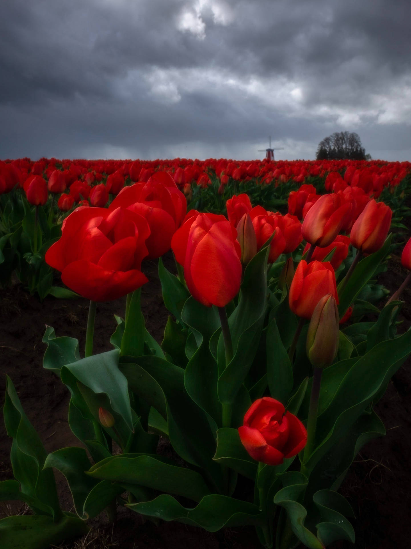 4k Iphone Red Tulips Background