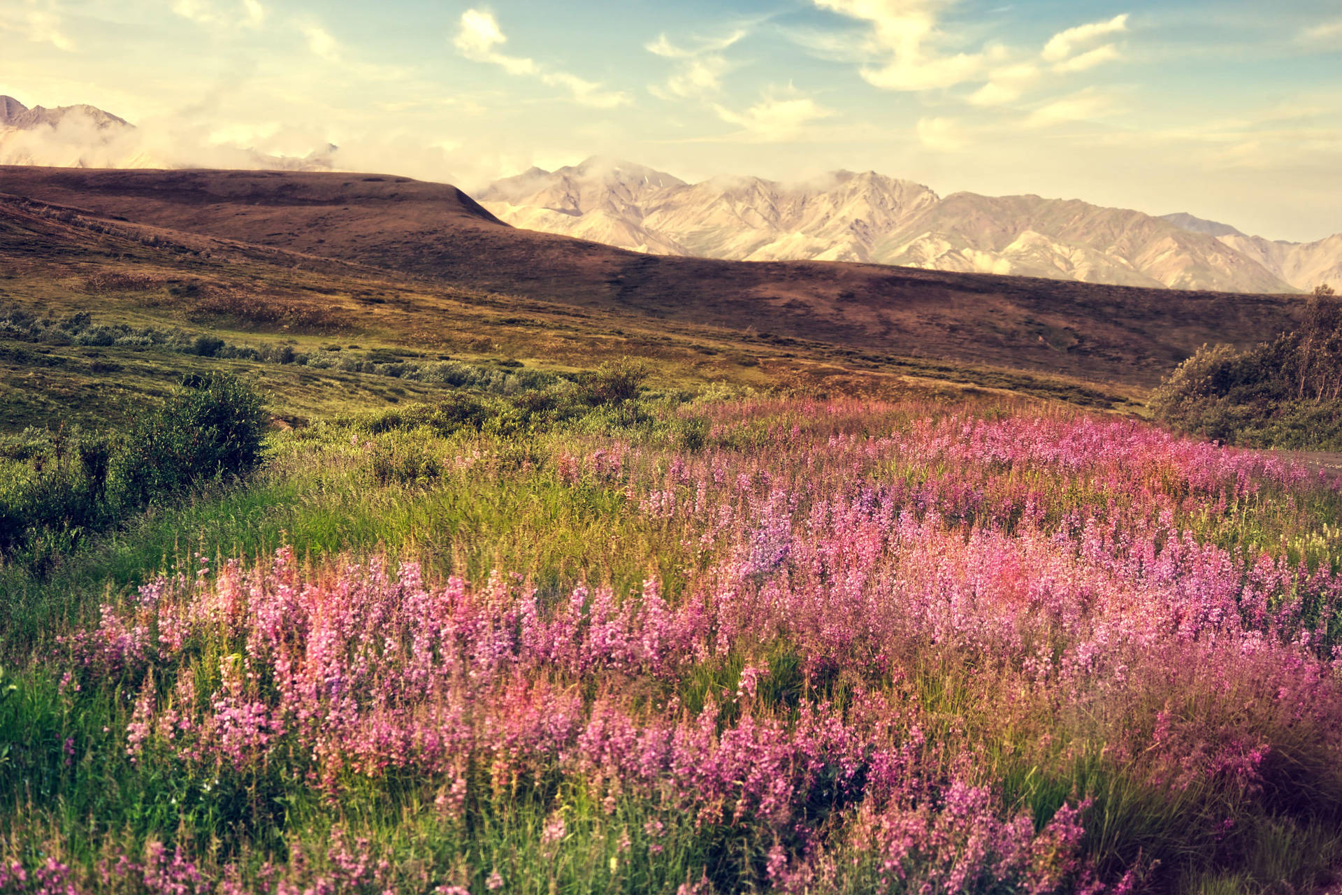 4k Landscape Calluna Plant Sunset Background