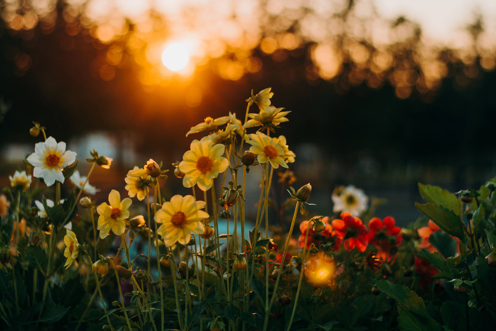 4k Landscape Flower Garden Sunset Background