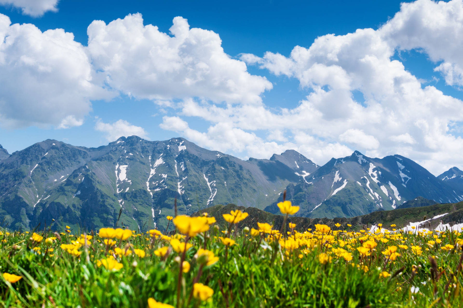 4k Landscape Flower Ice Mountain Background