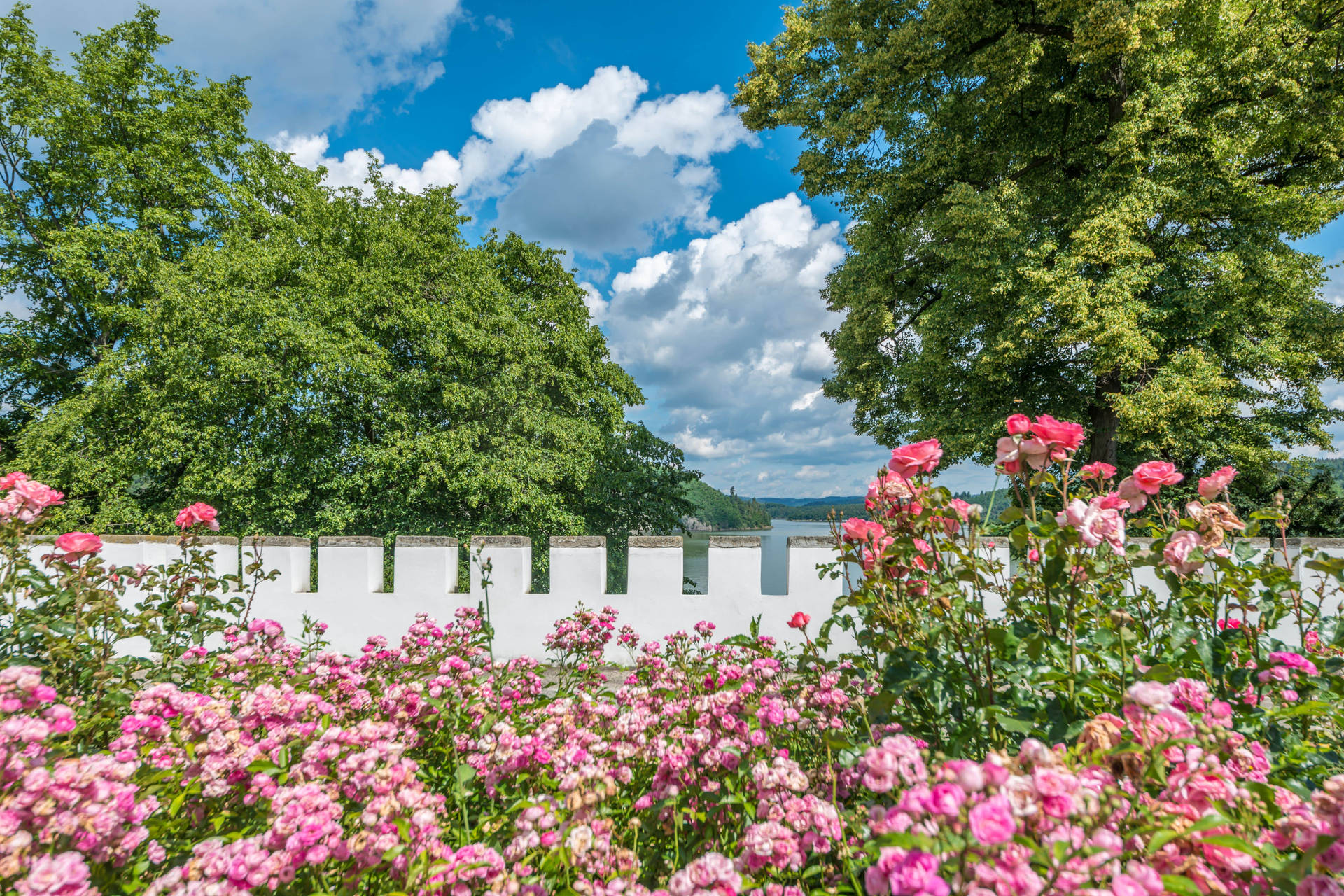 4k Landscape Pink Garden Roses Background