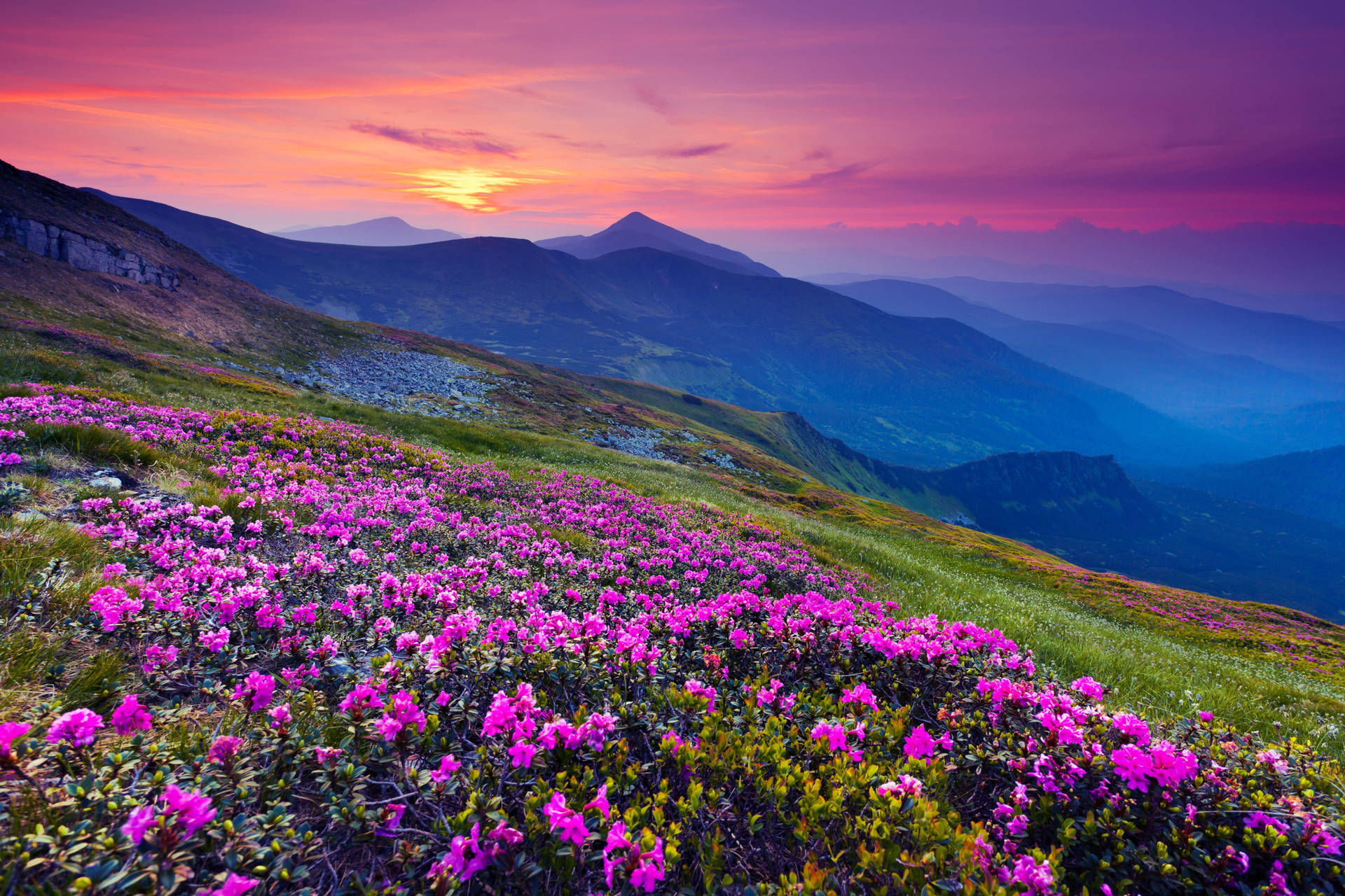 4k Landscape Purple Sunset Flower Background