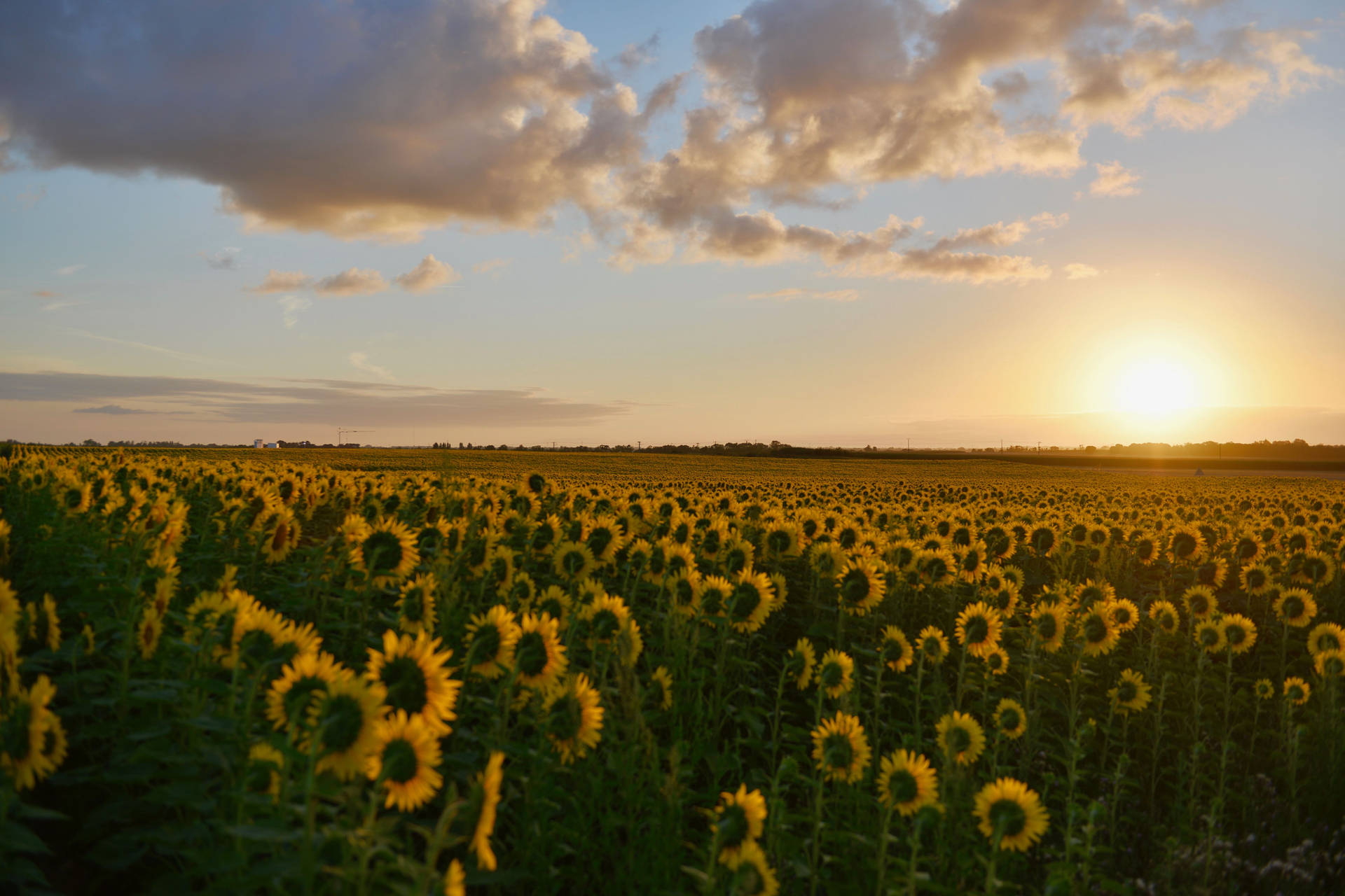 4k Landscape Sunflower Farm Sunset Background