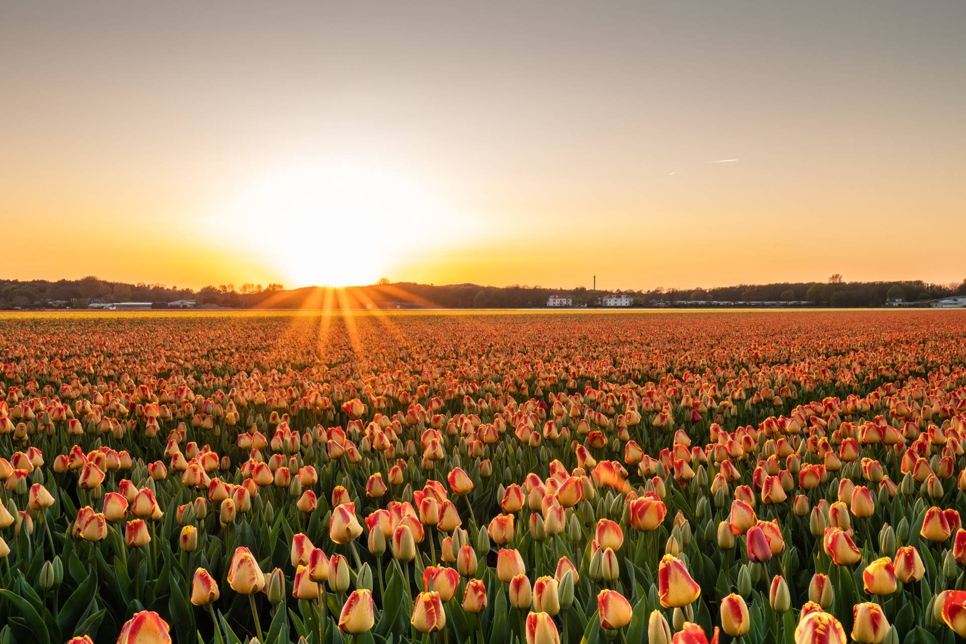 4k Landscape Tulip Sunset Garden Background