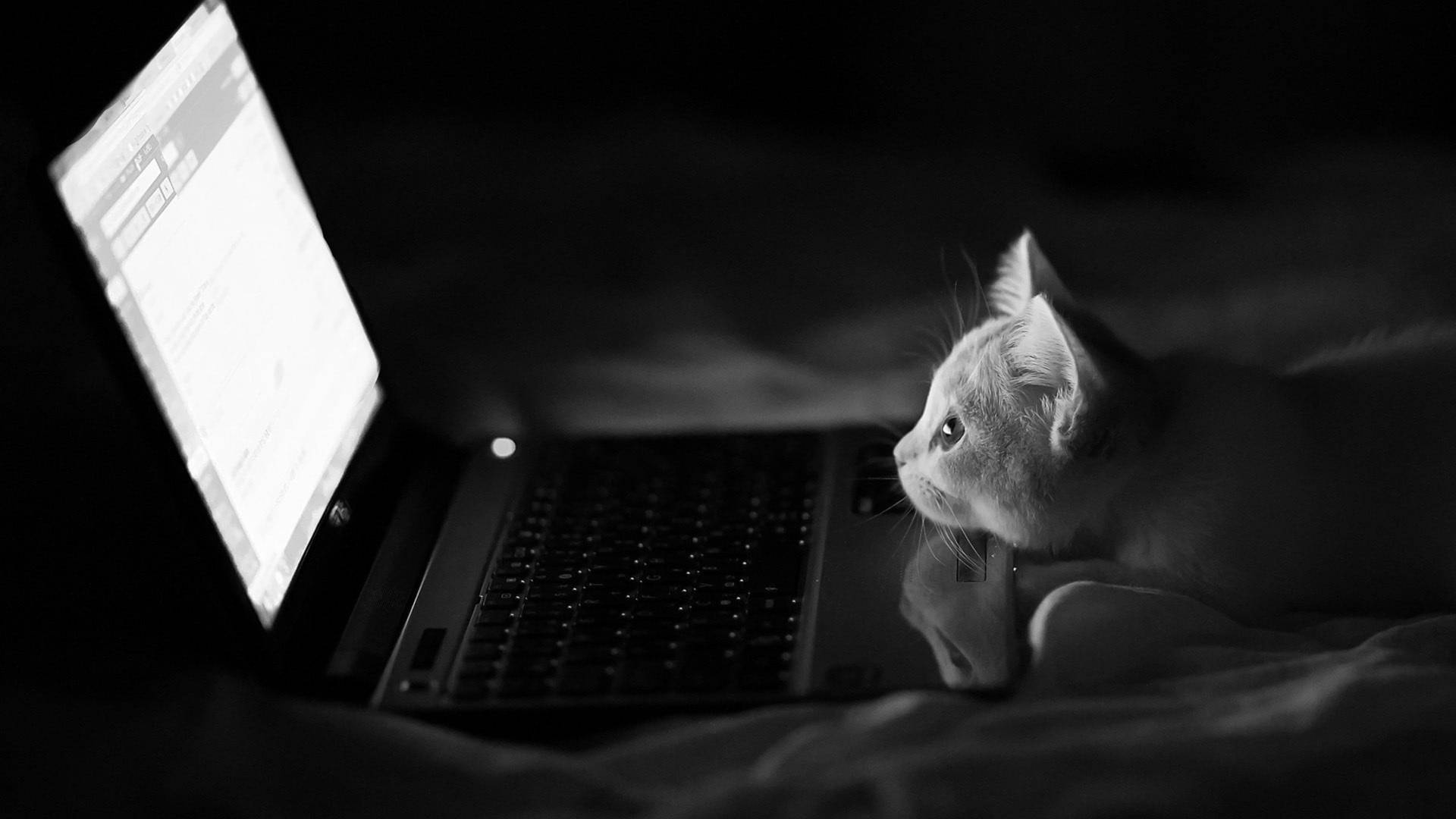 4k Laptop Cat Looking At Screen Background