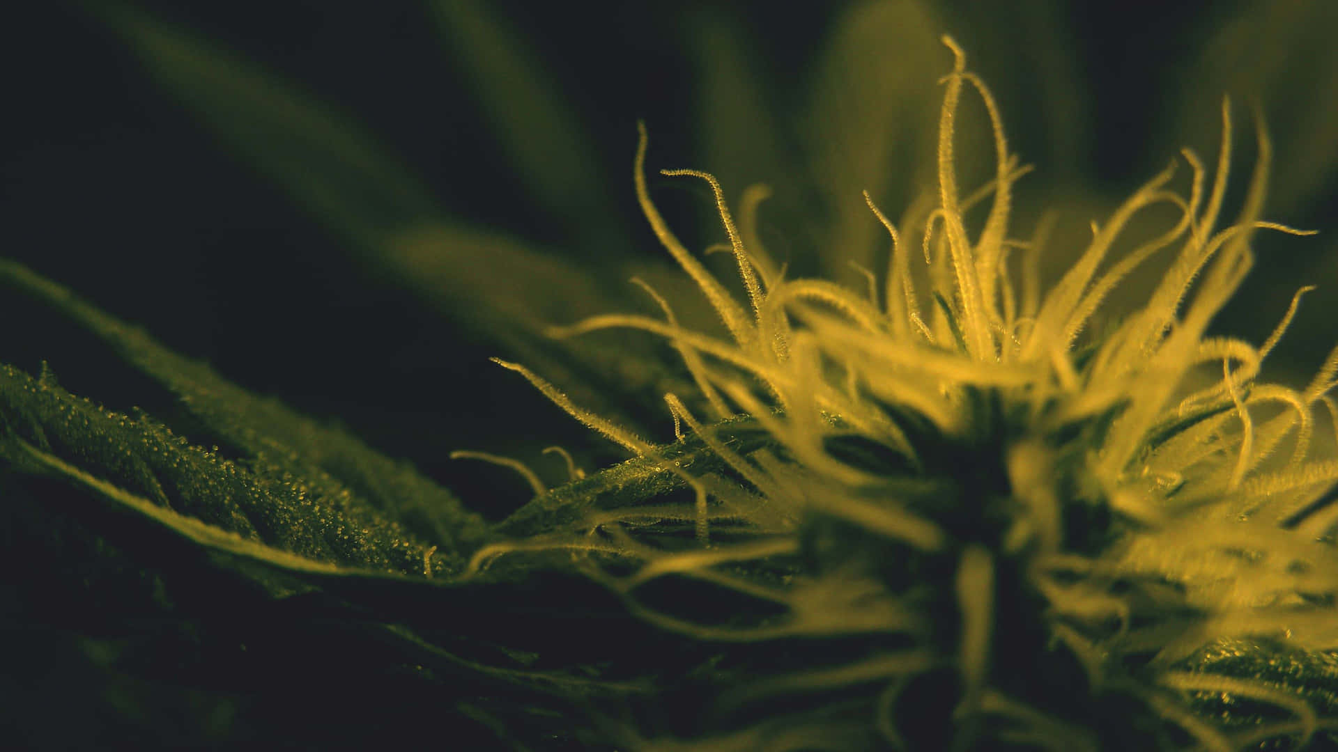 4k Marijuana Blooming Background