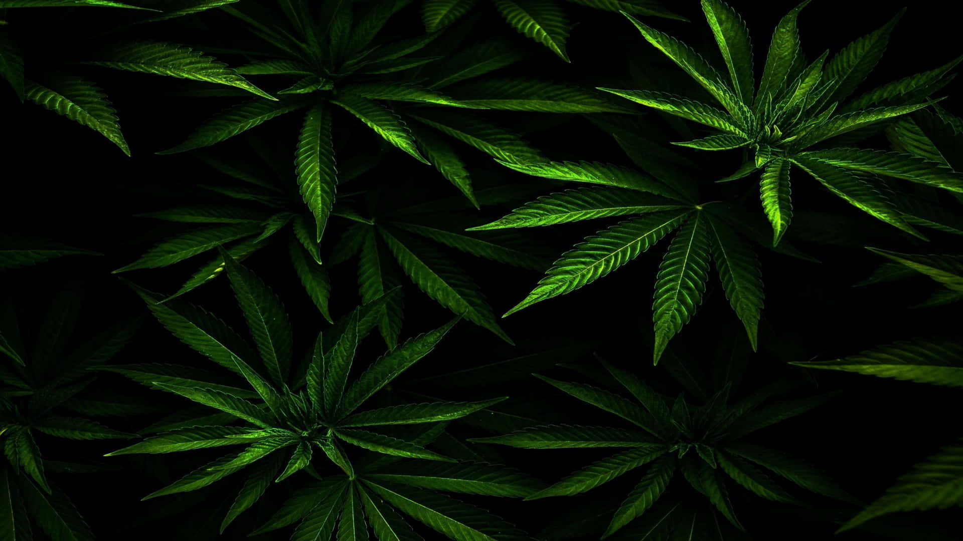 4k Marijuana Leaves Background