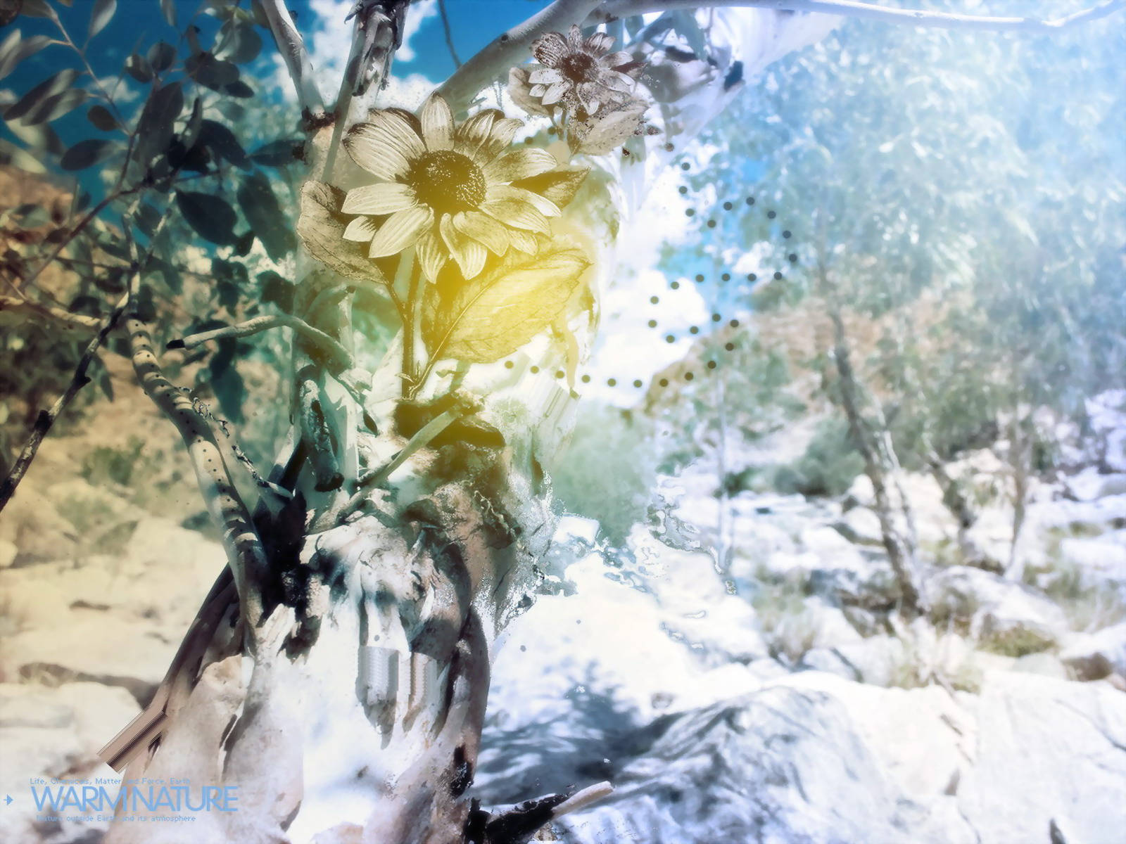 4k Nature Flower And Snow Background