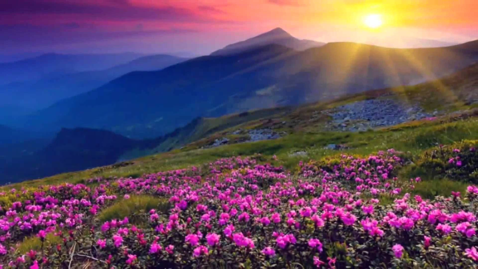 4k Nature Flowers And Sunrise Background