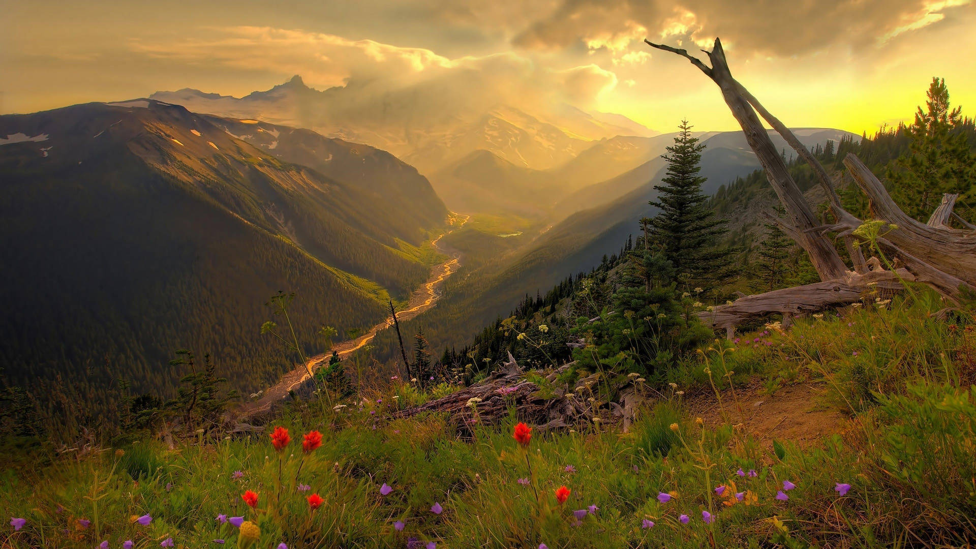4k Nature Flowers On Mountain Background