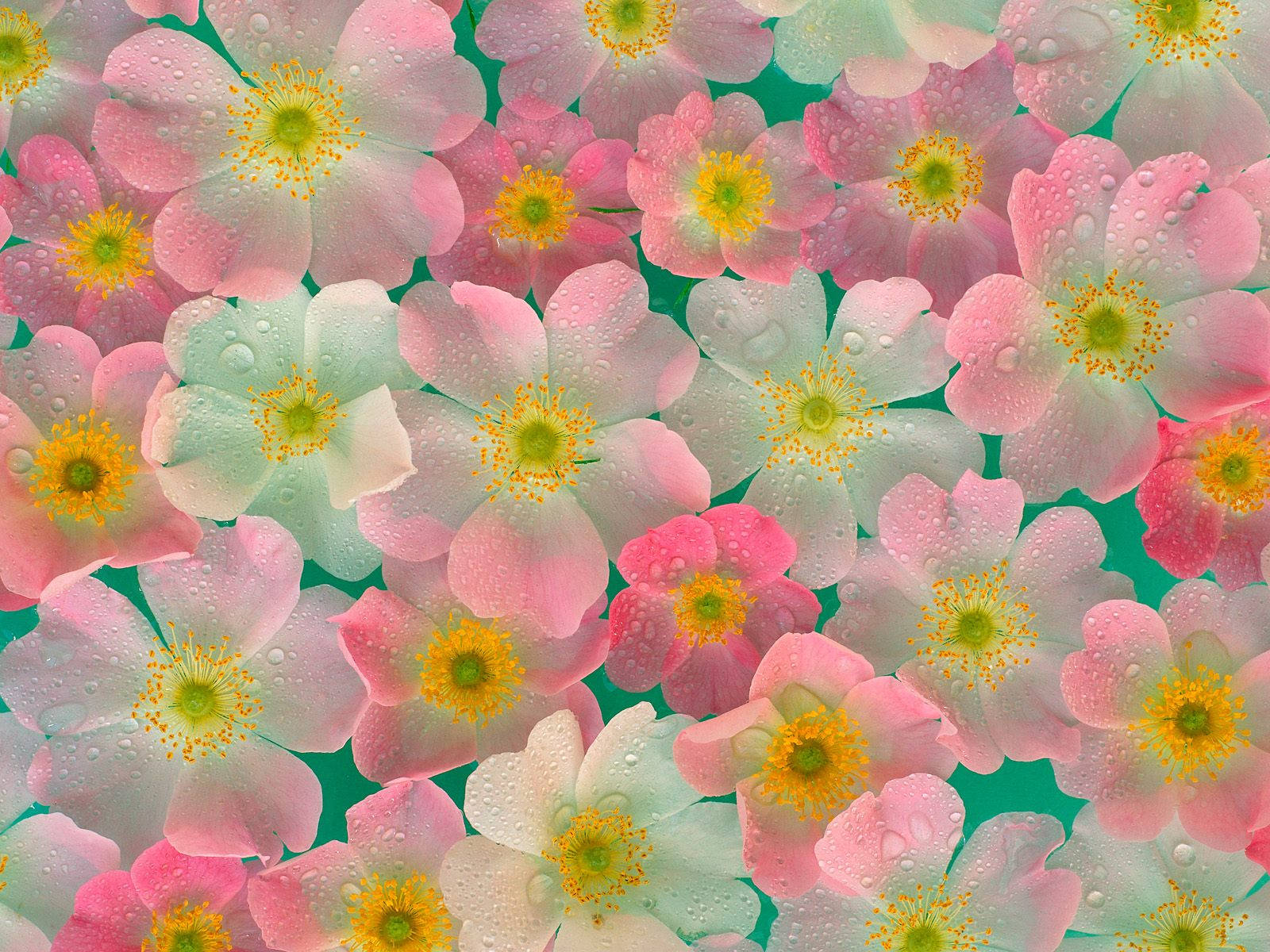 4k Nature Pink Flowers Background