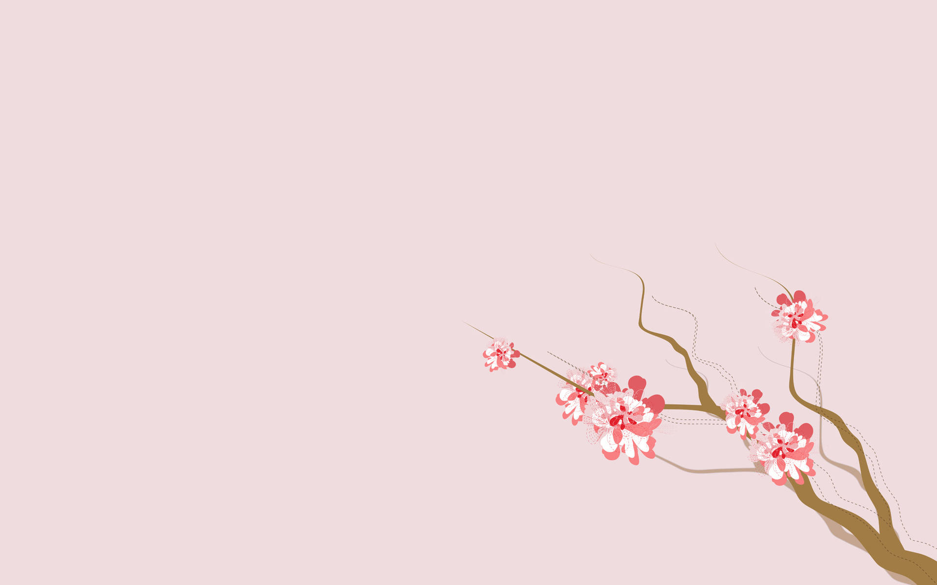 4k Nature Sakura Flowers Background
