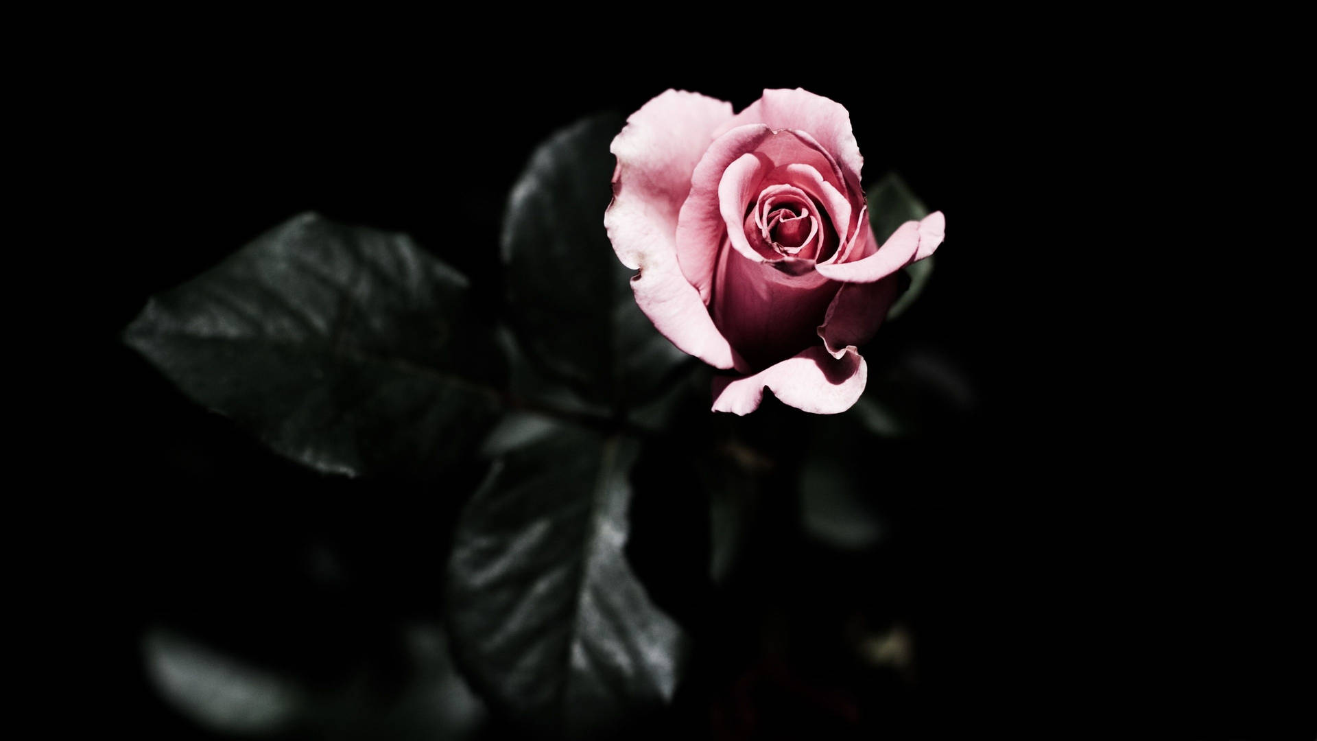 4k Pink Rose In The Dark Background