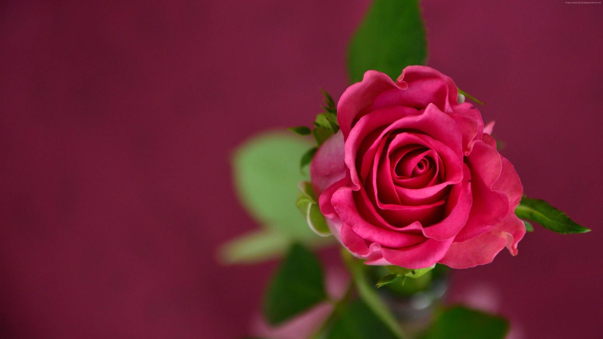 4k Pink Rose Background