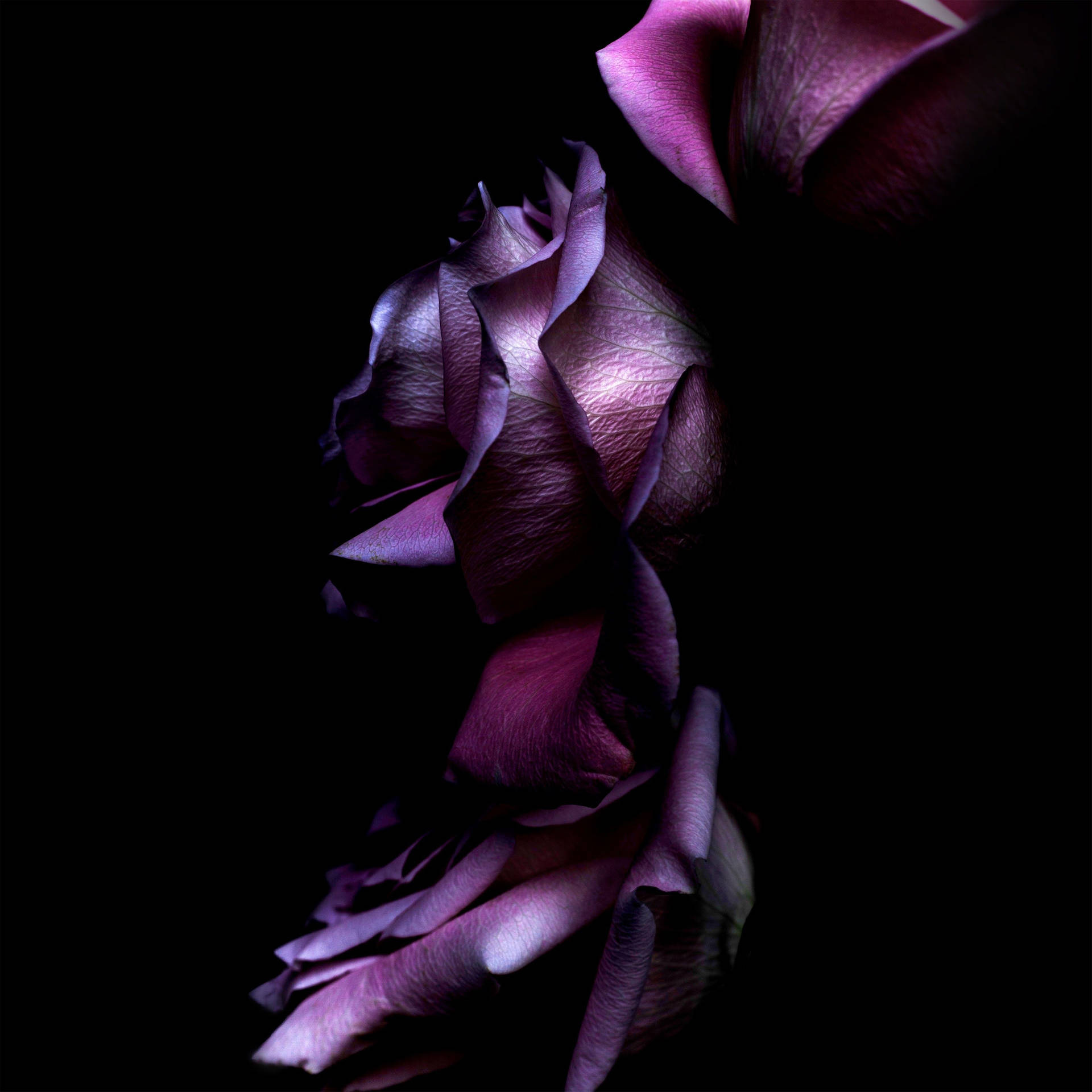 4k Purple Roses Background