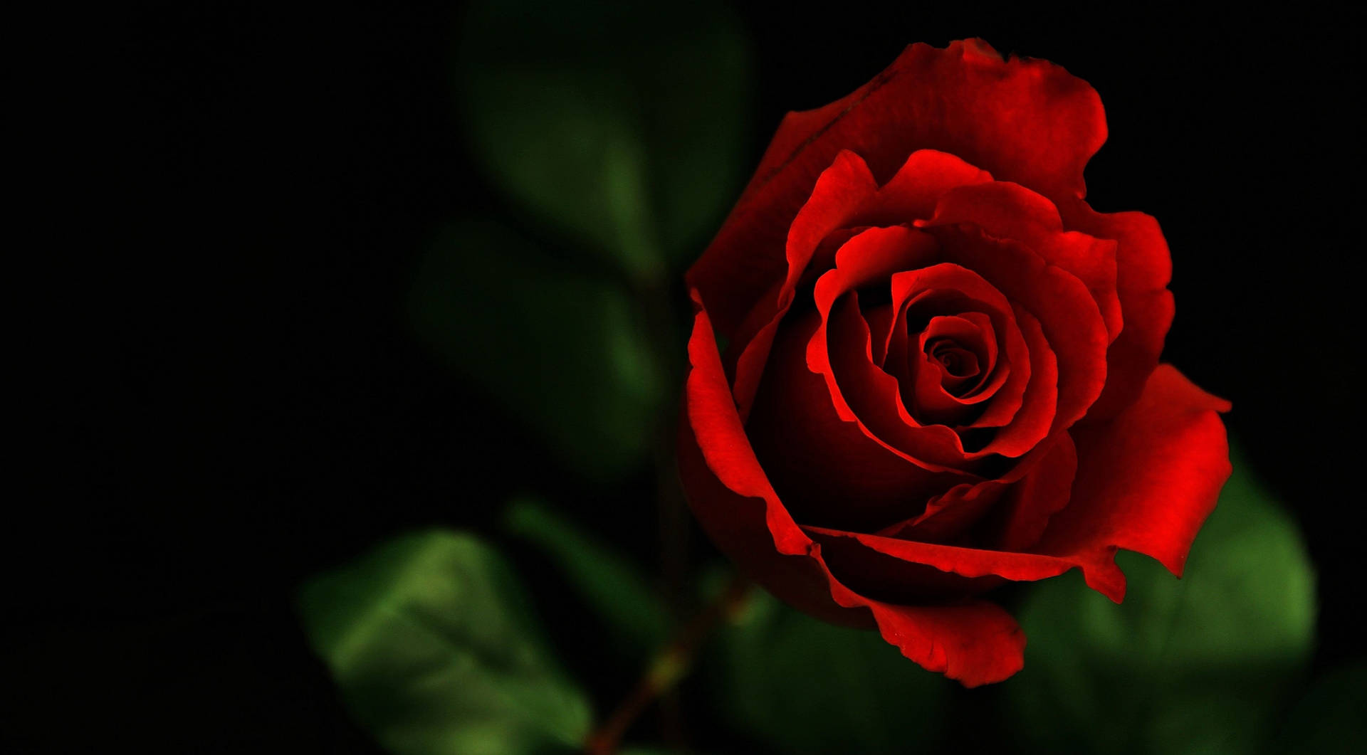 4k Realistic Red Rose Background