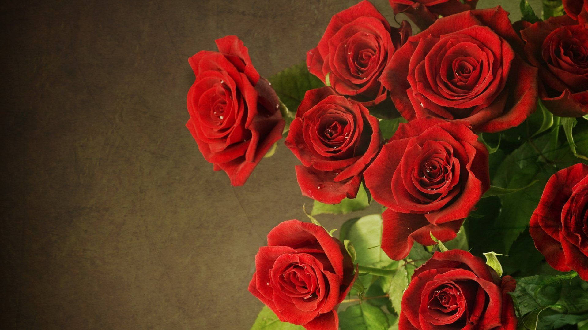 4k Roses On Brown Wall Background