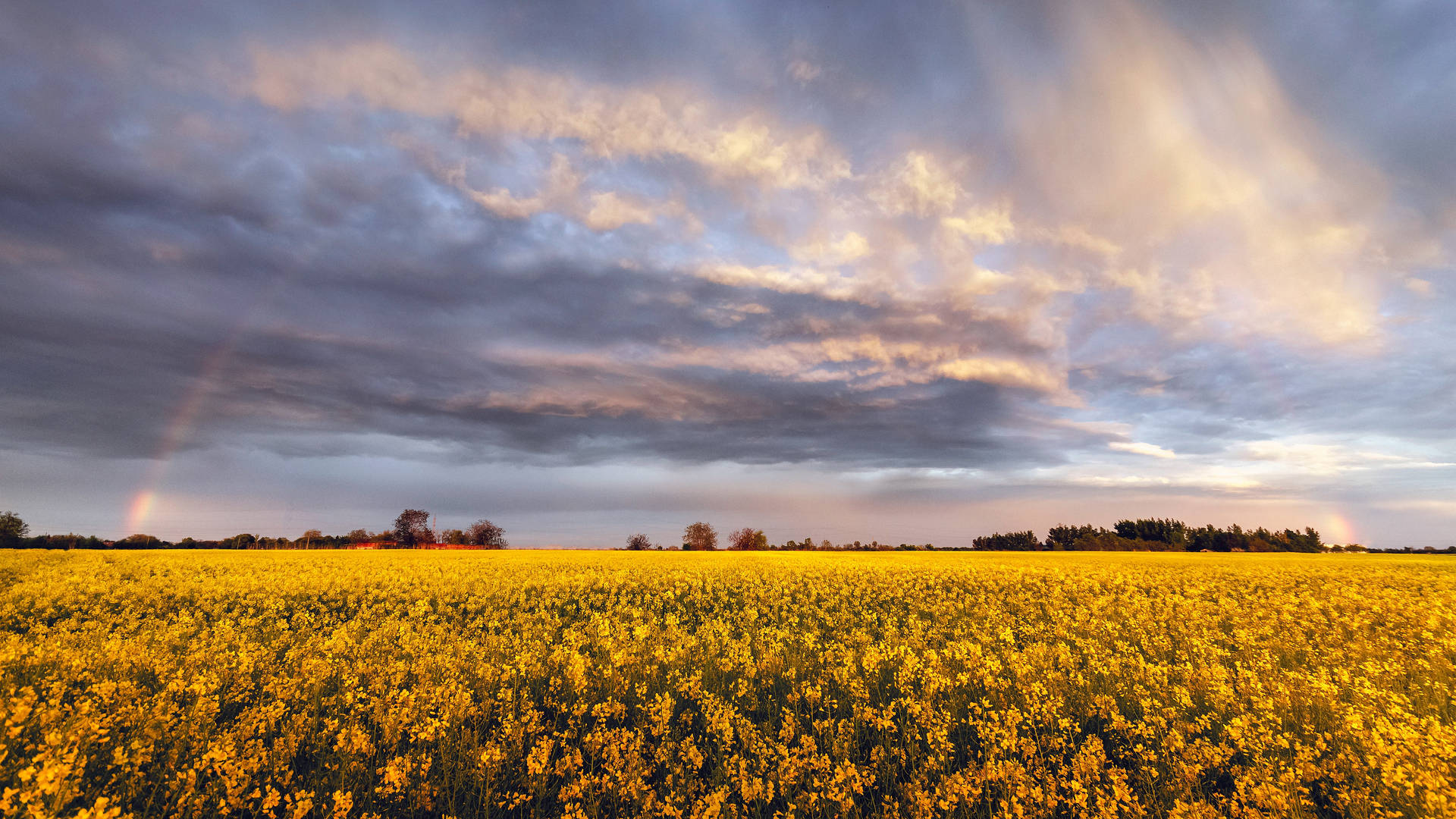 4k Sky Rapeseed Field With Rainbow Background