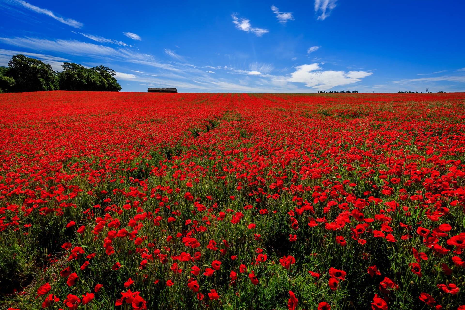 4k Sky Red Poppy Flower Field Background