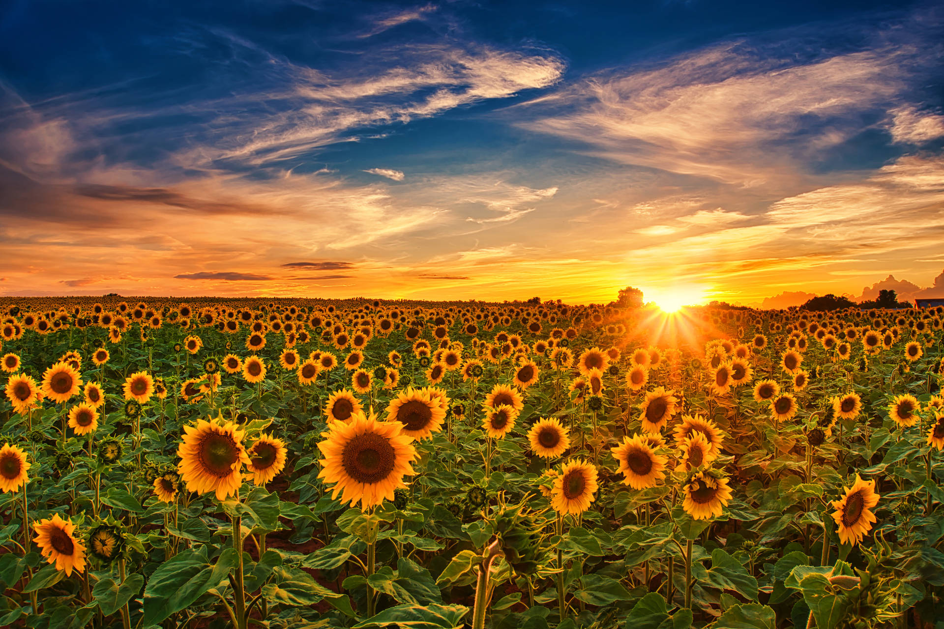 4k Sky Sunflower Field Golden Hour Background