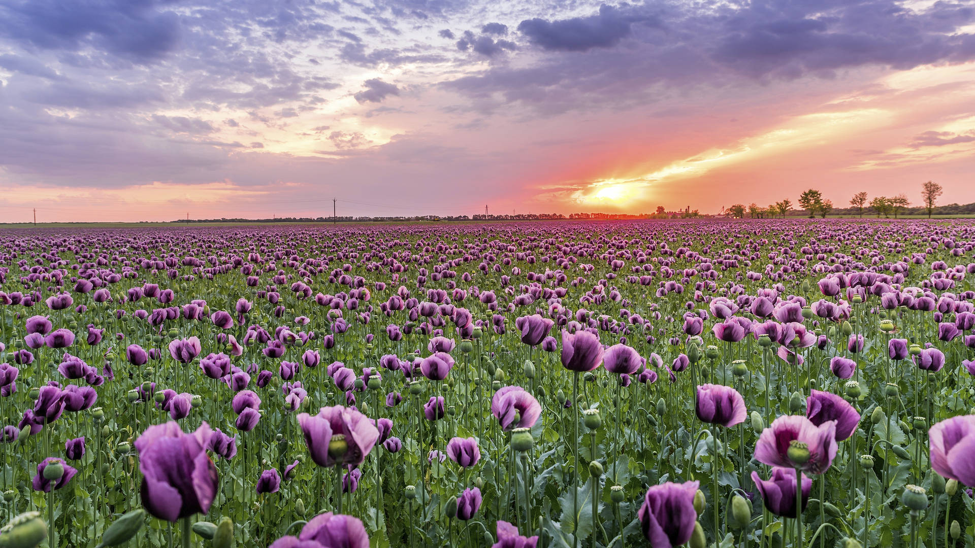 4k Sky Sunset Purple Opium Poppy Background