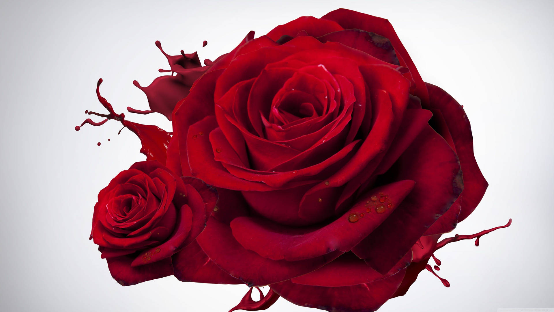 4k Splashed Red Rose Background