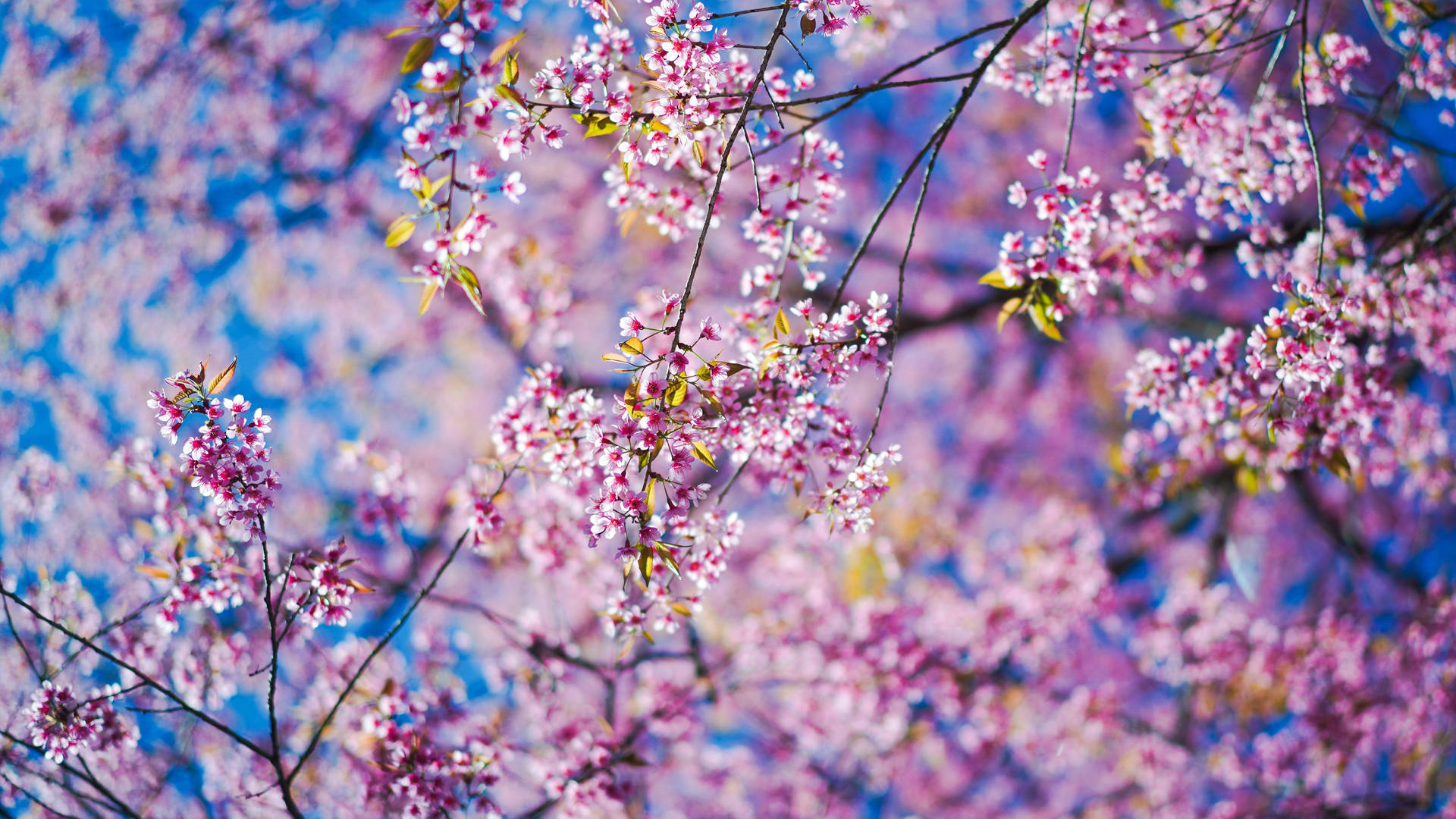 4k Spring Blossoming Pink Flowers