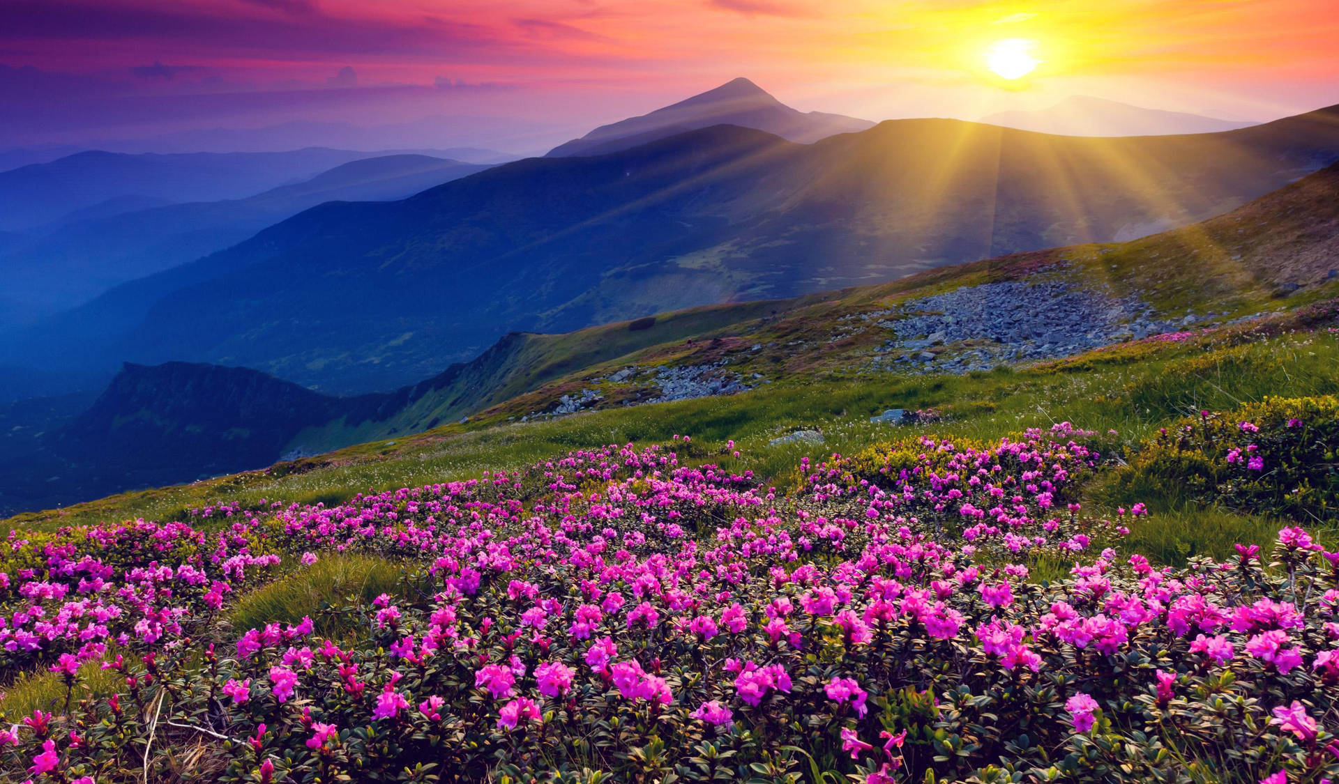 4k Spring Flowers Mountain Sun Background
