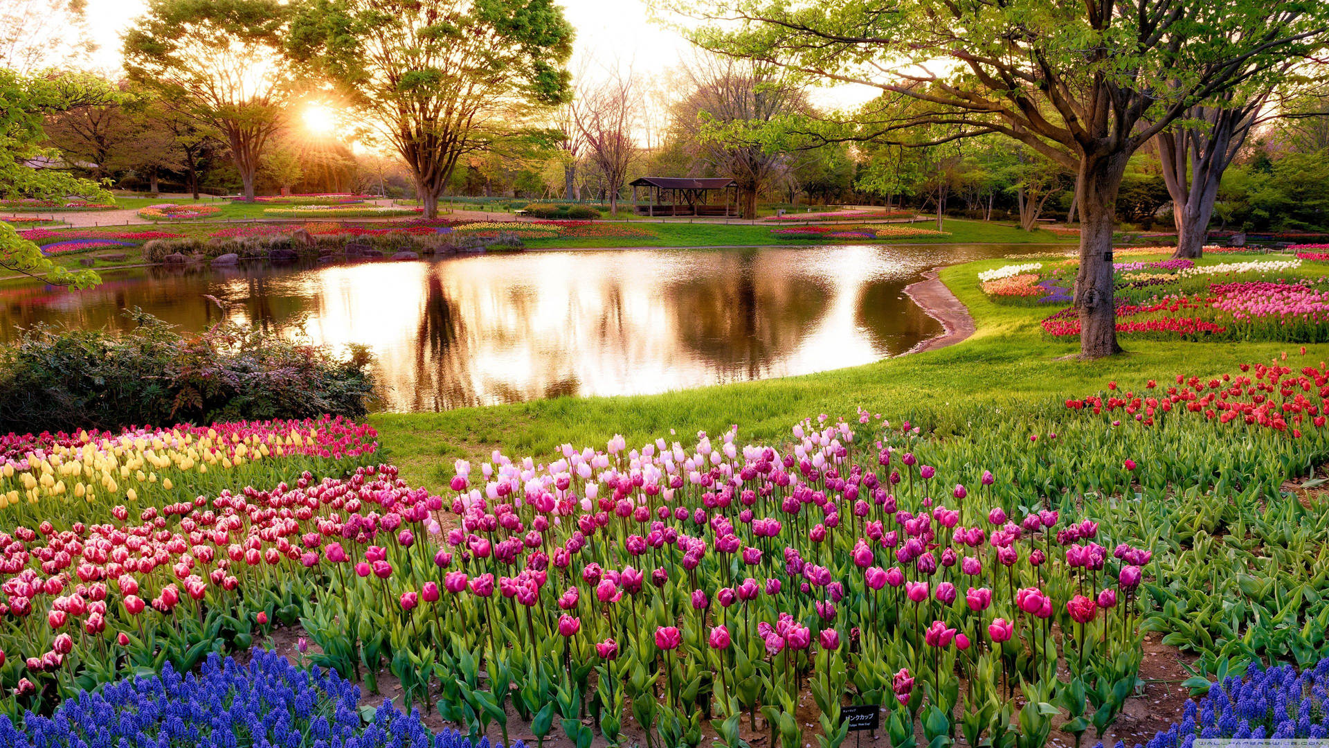 4k Spring Pond Flowers Background