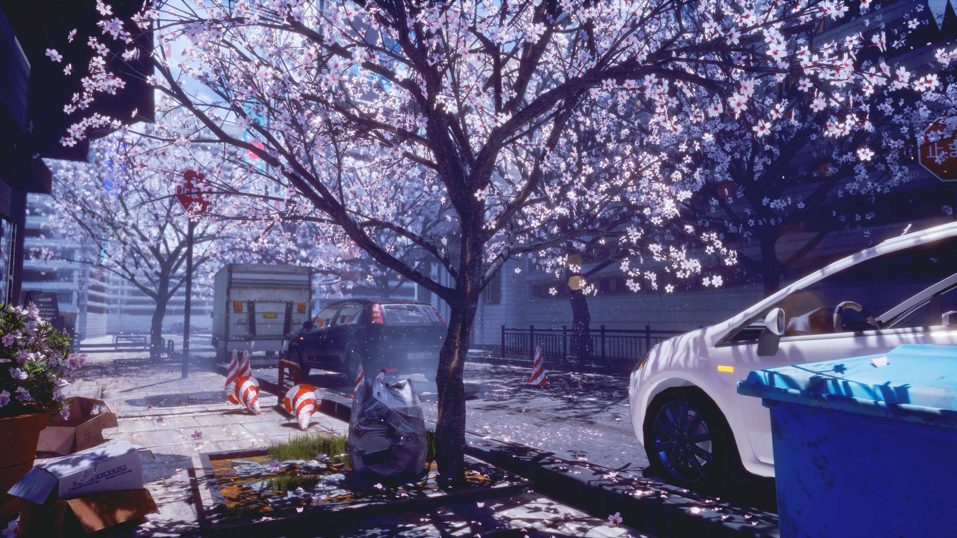4k Spring Sakura Trees Road