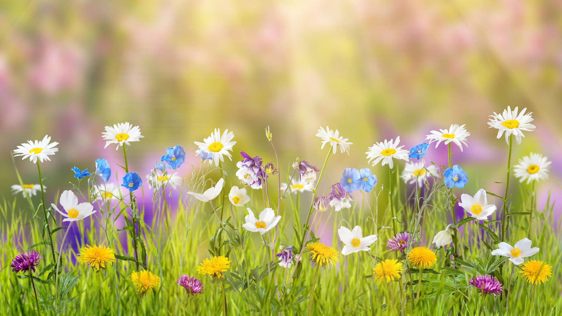 4k Spring White Yellow Blue Flowers Background
