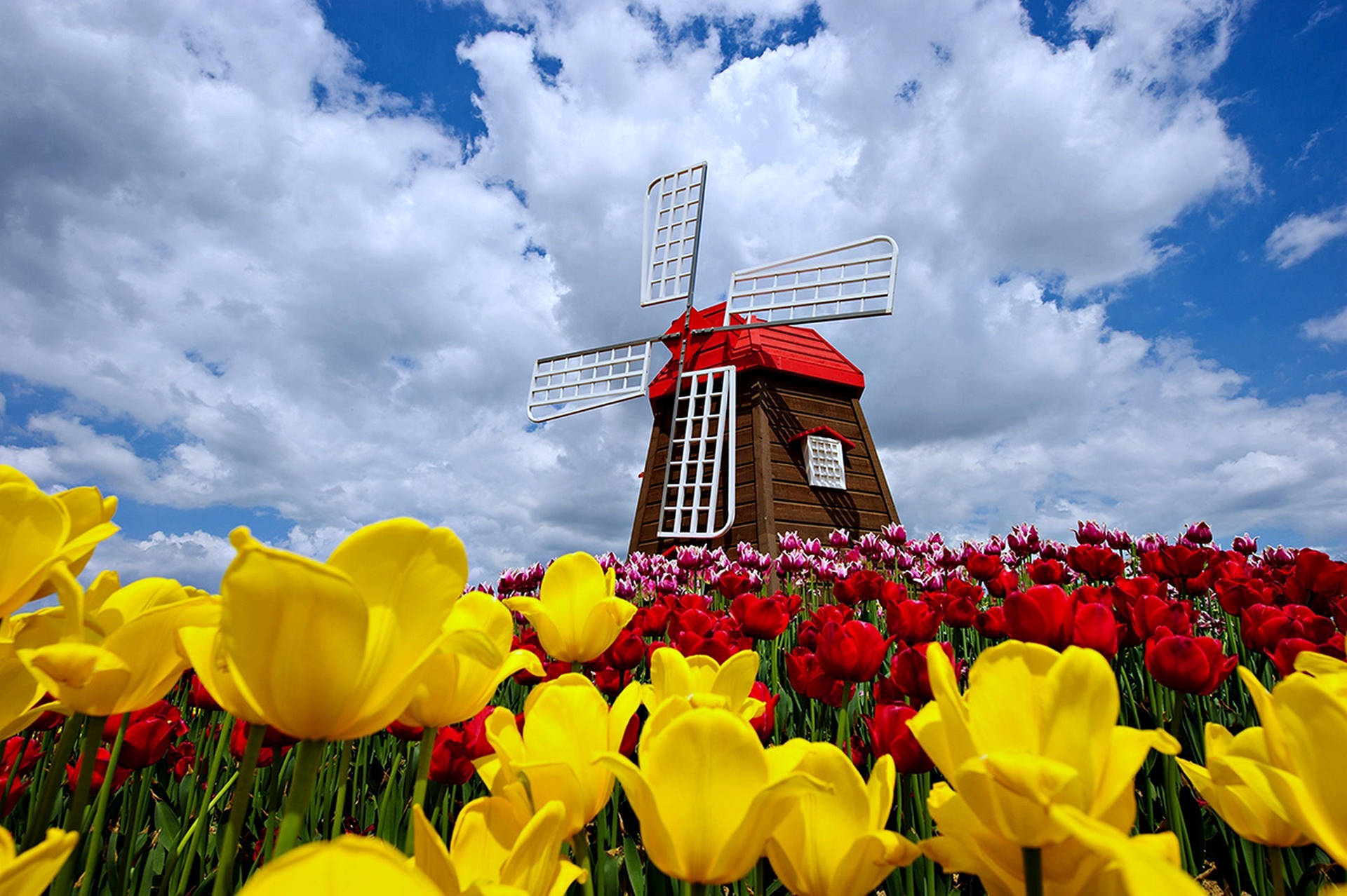 4k Spring Windmills Flowers