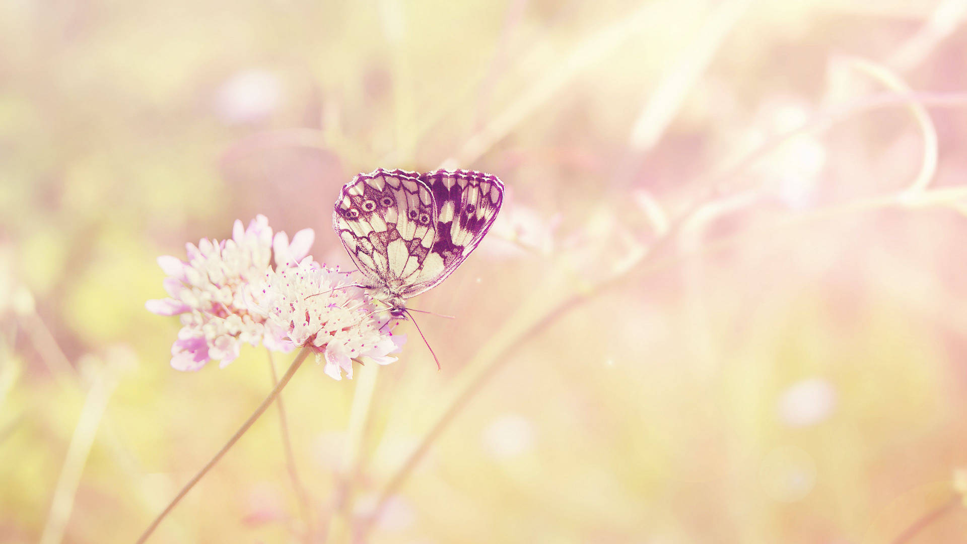 4k Summer Butterfly Background