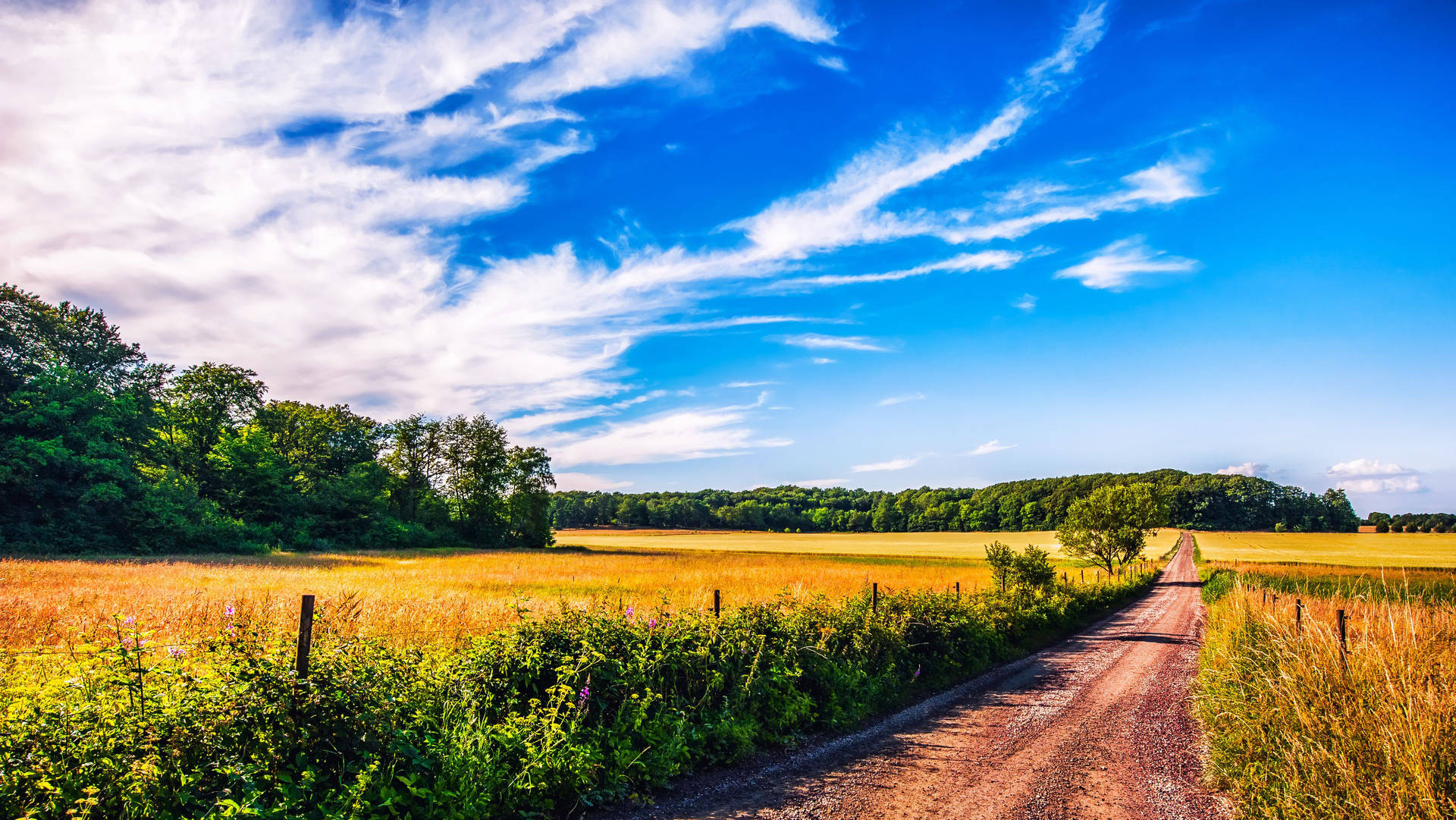 4k Summer Road Background