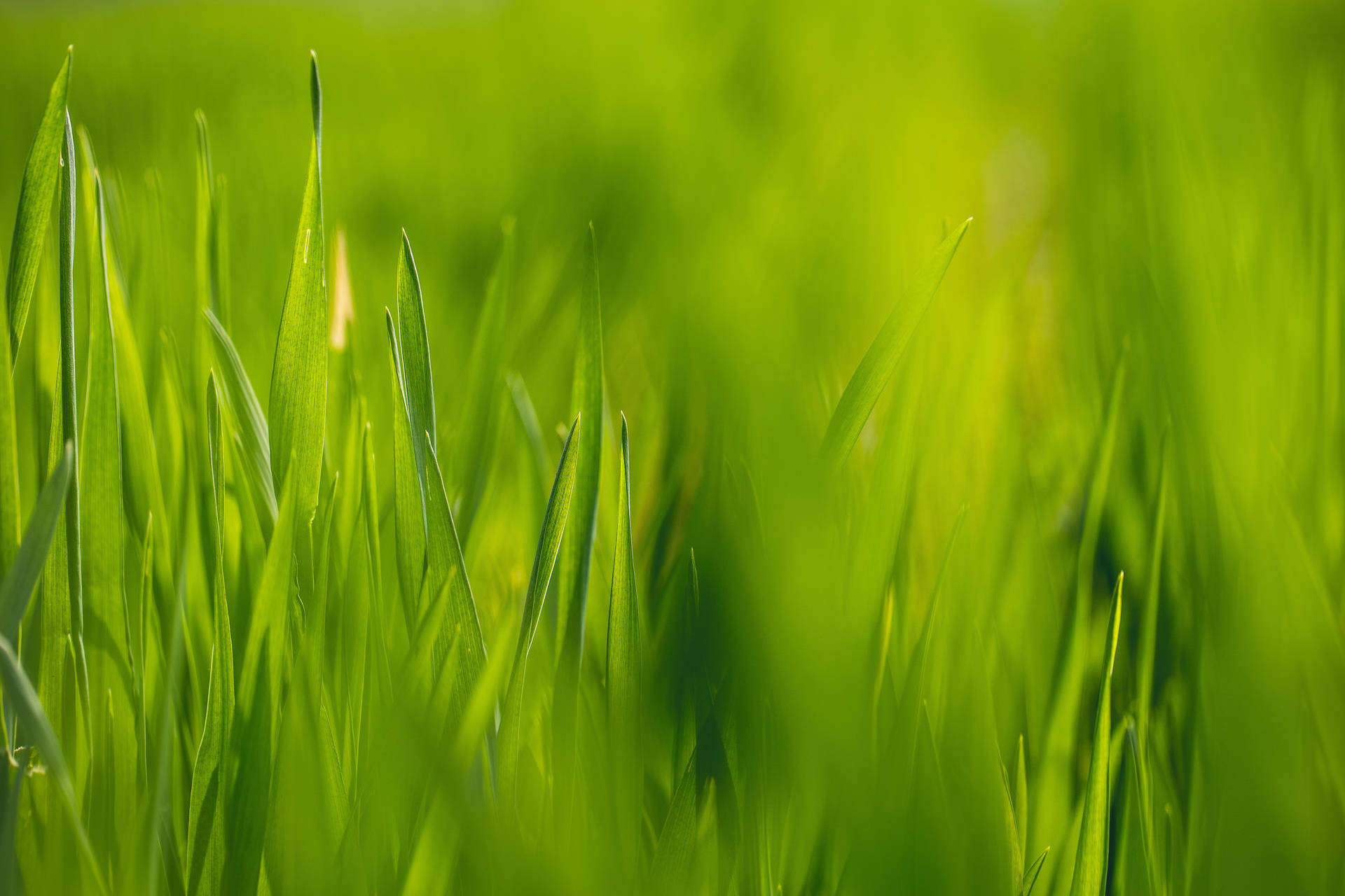 4k Tablet Green Grass Background