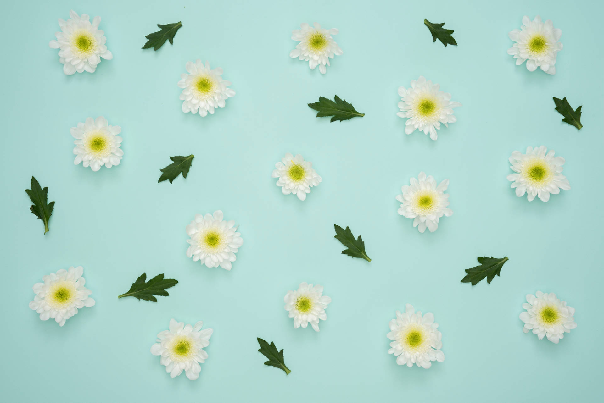 4k Tablet Mint Green Daisies Background