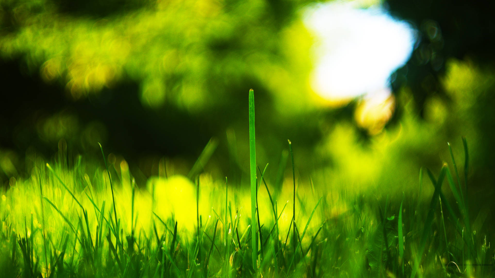 4k Tv Displaying A Vibrant Image Of Grass Blades On The Field Background