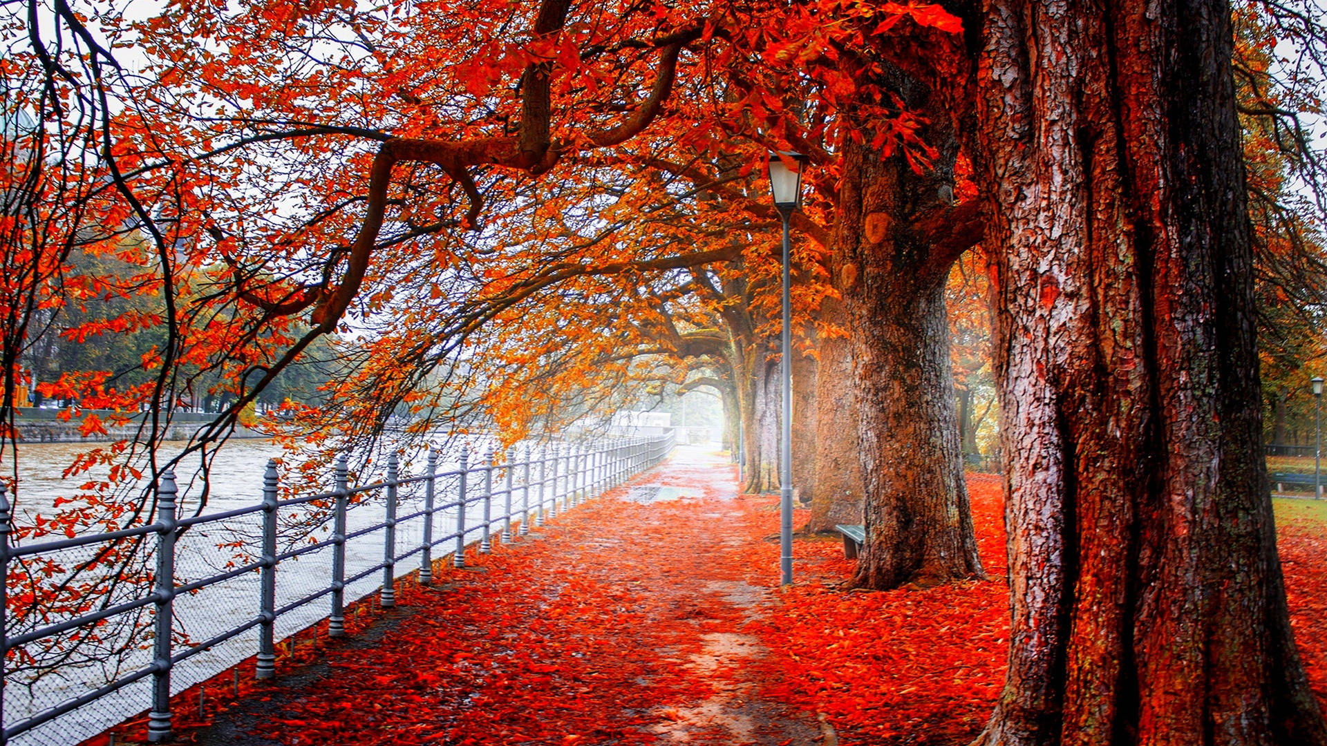4k Ultra Hd 2160p Red Autumn Trees Background