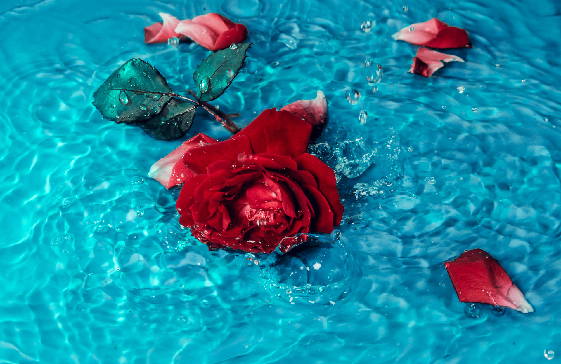 4k Ultra Hd 2160p Red Rose Background
