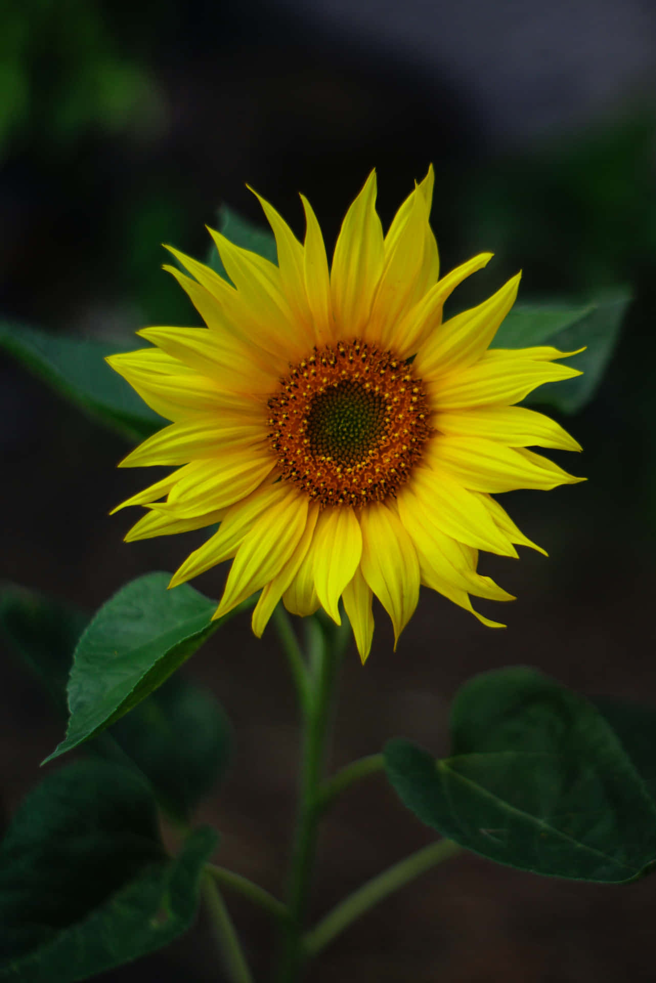 4k Ultra Hd Android Sunflower Background