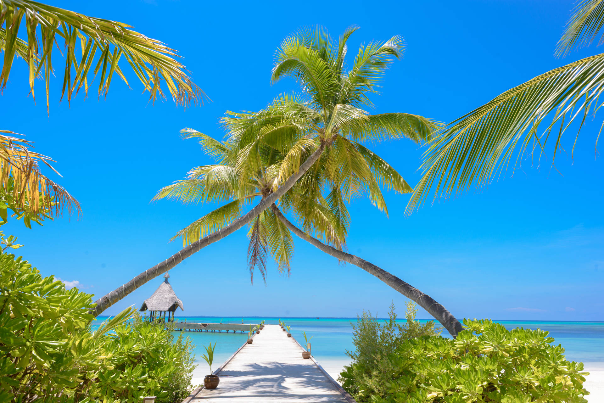 4k Ultra Hd Beach Coconut Trees Background