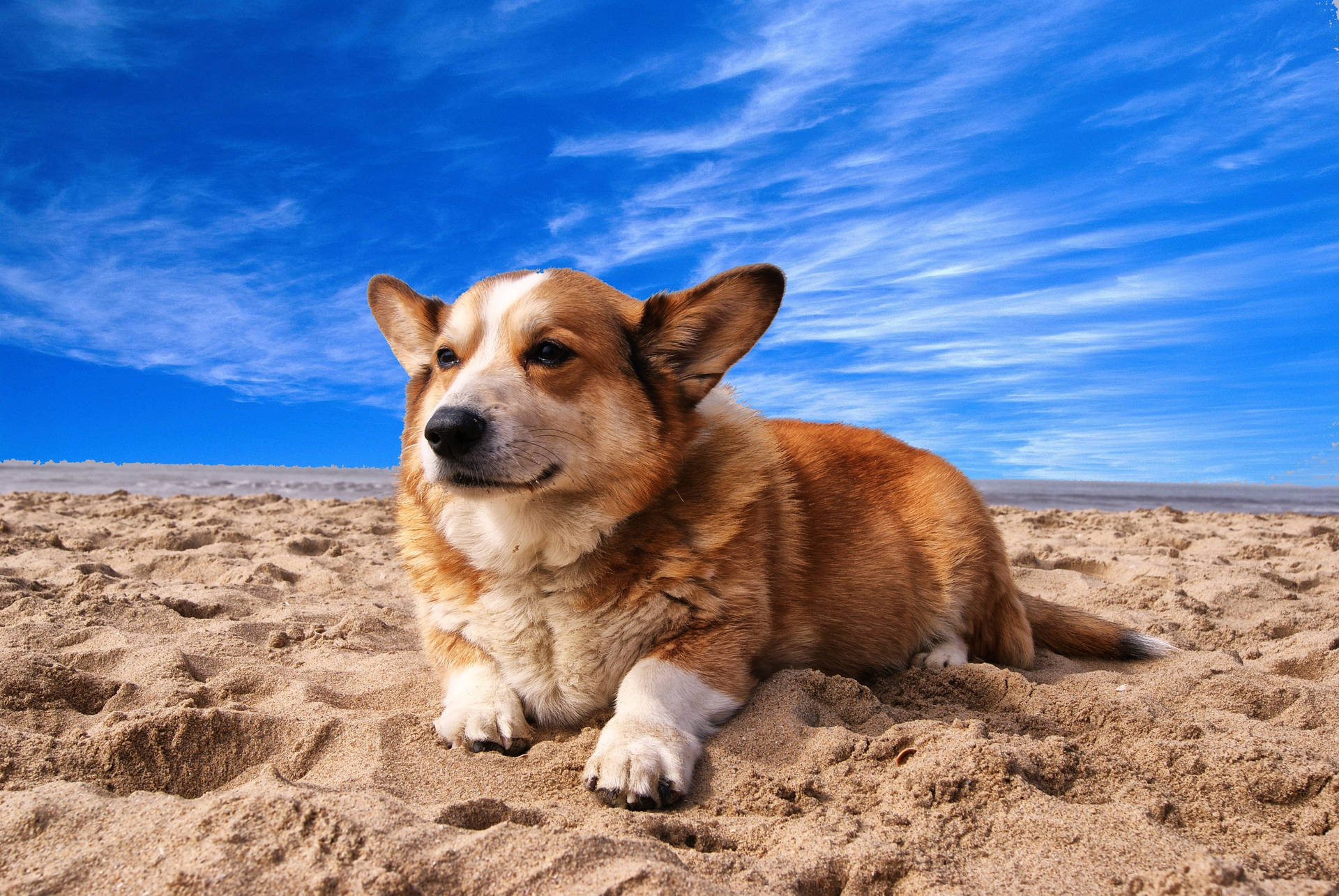 4k Ultra Hd Beach Corgi Background