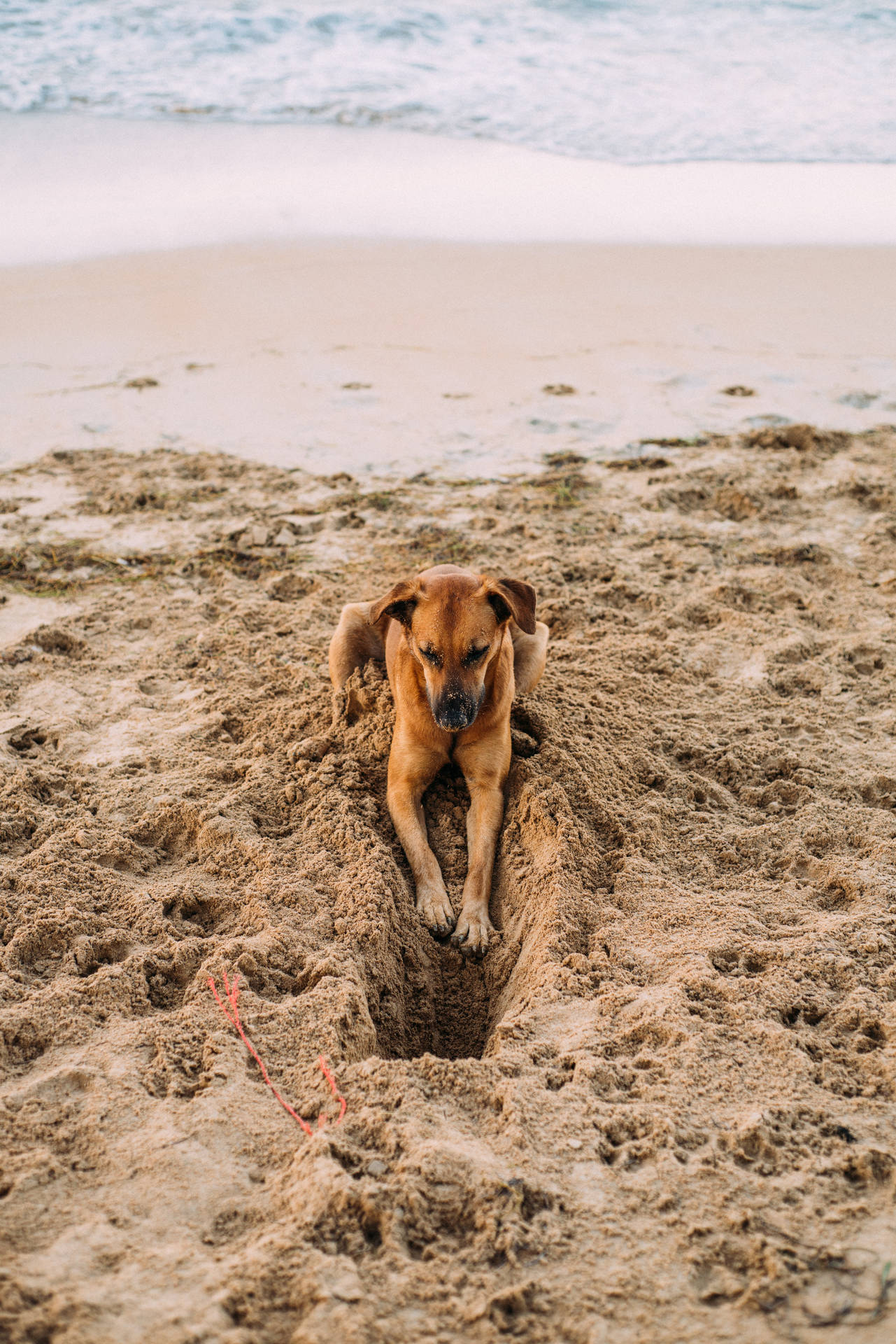 4k Ultra Hd Beach Dog Background