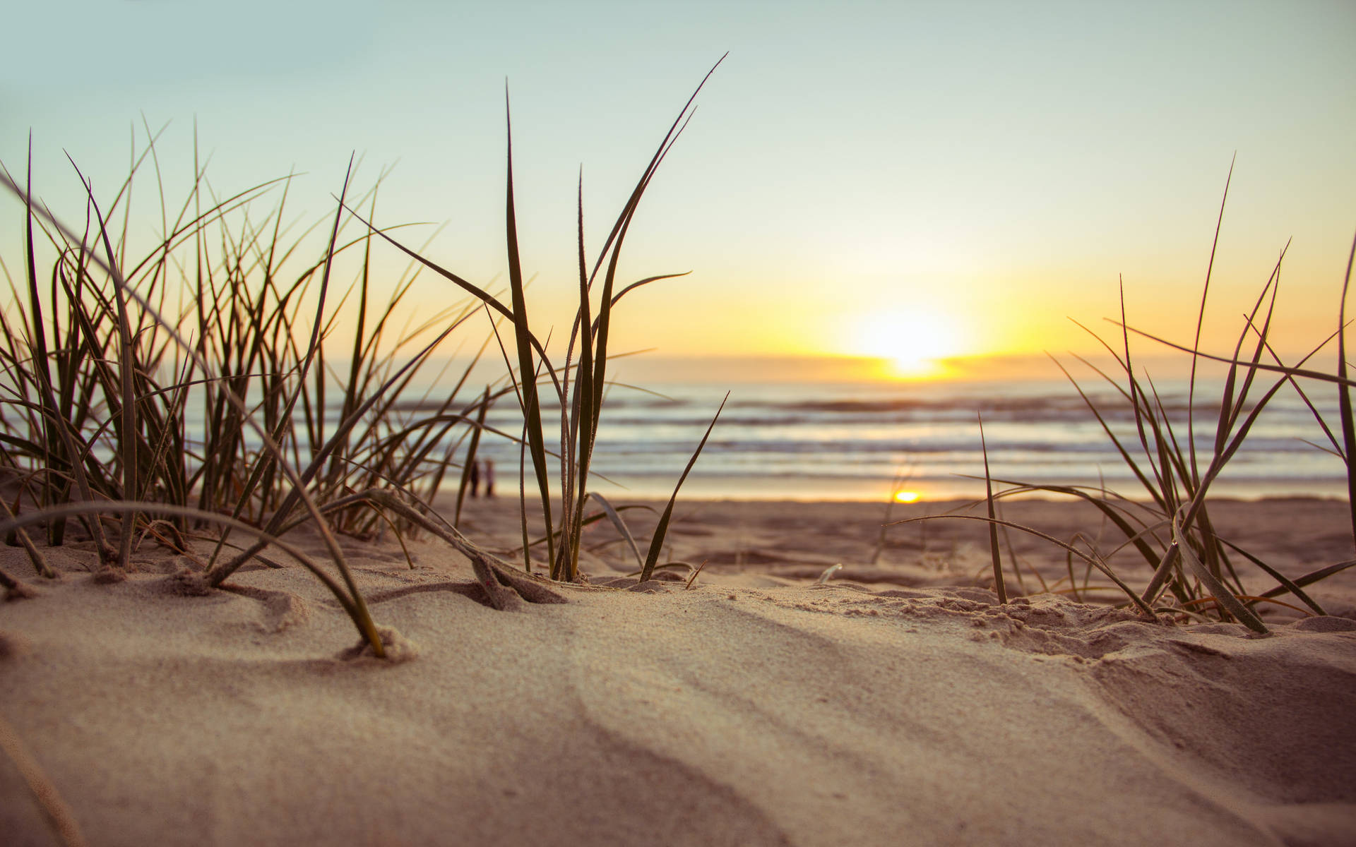 4k Ultra Hd Beach Grass Background